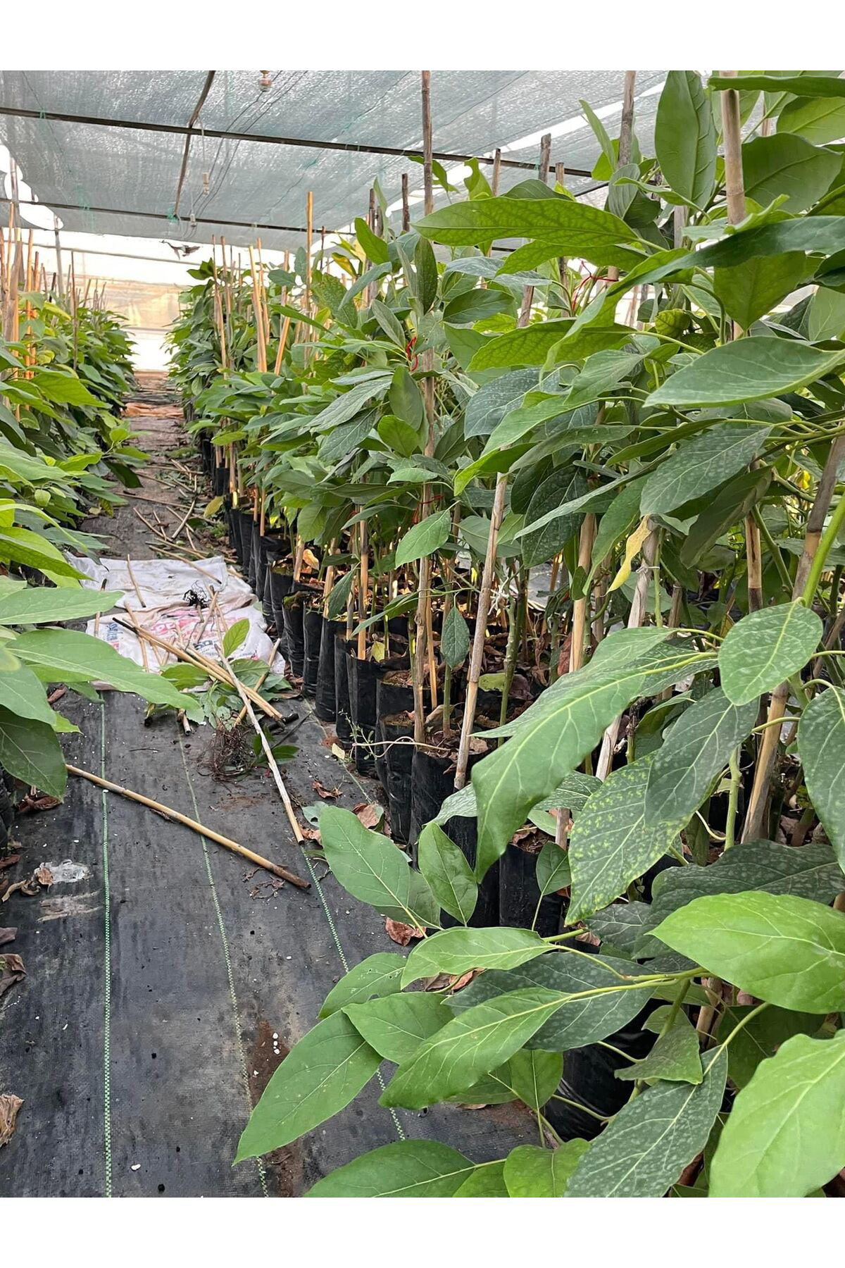 Fuerte Avakado Fidanı (3 Yaş 100 Cm) 2 Adet