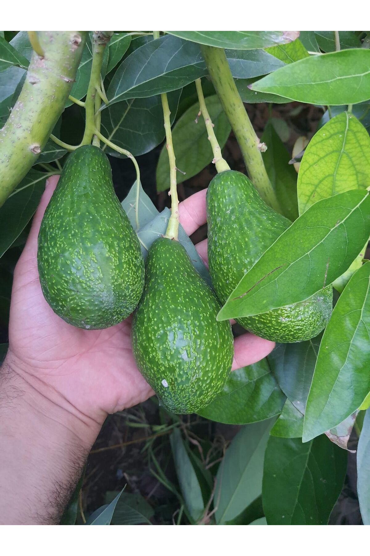 Fuerte Avakado Fidanı 1 Erkek 1Dişi Şeklinde