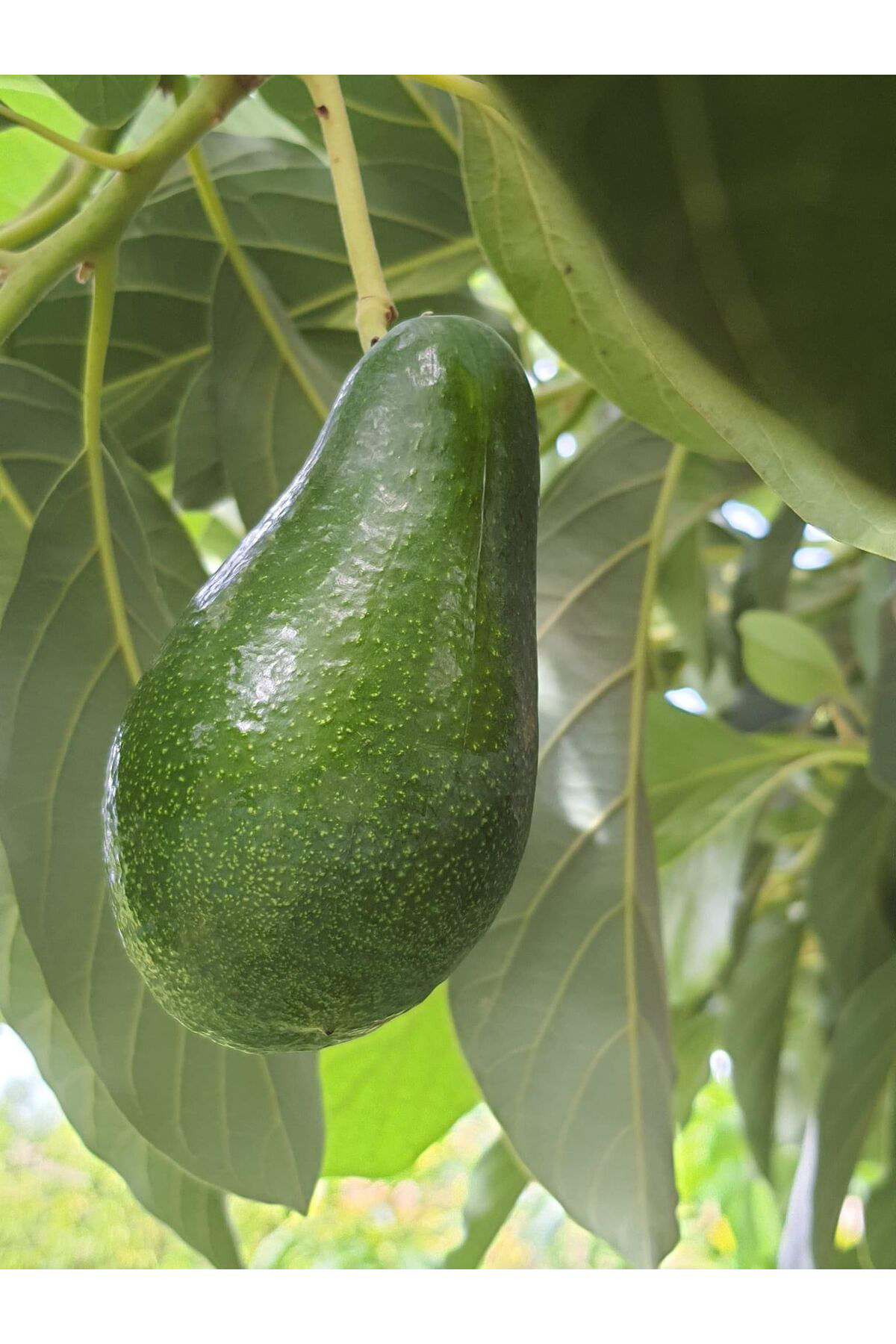 Fuerte Avakado Fidanı (3 Yaş 100 Cm) 2 Adet