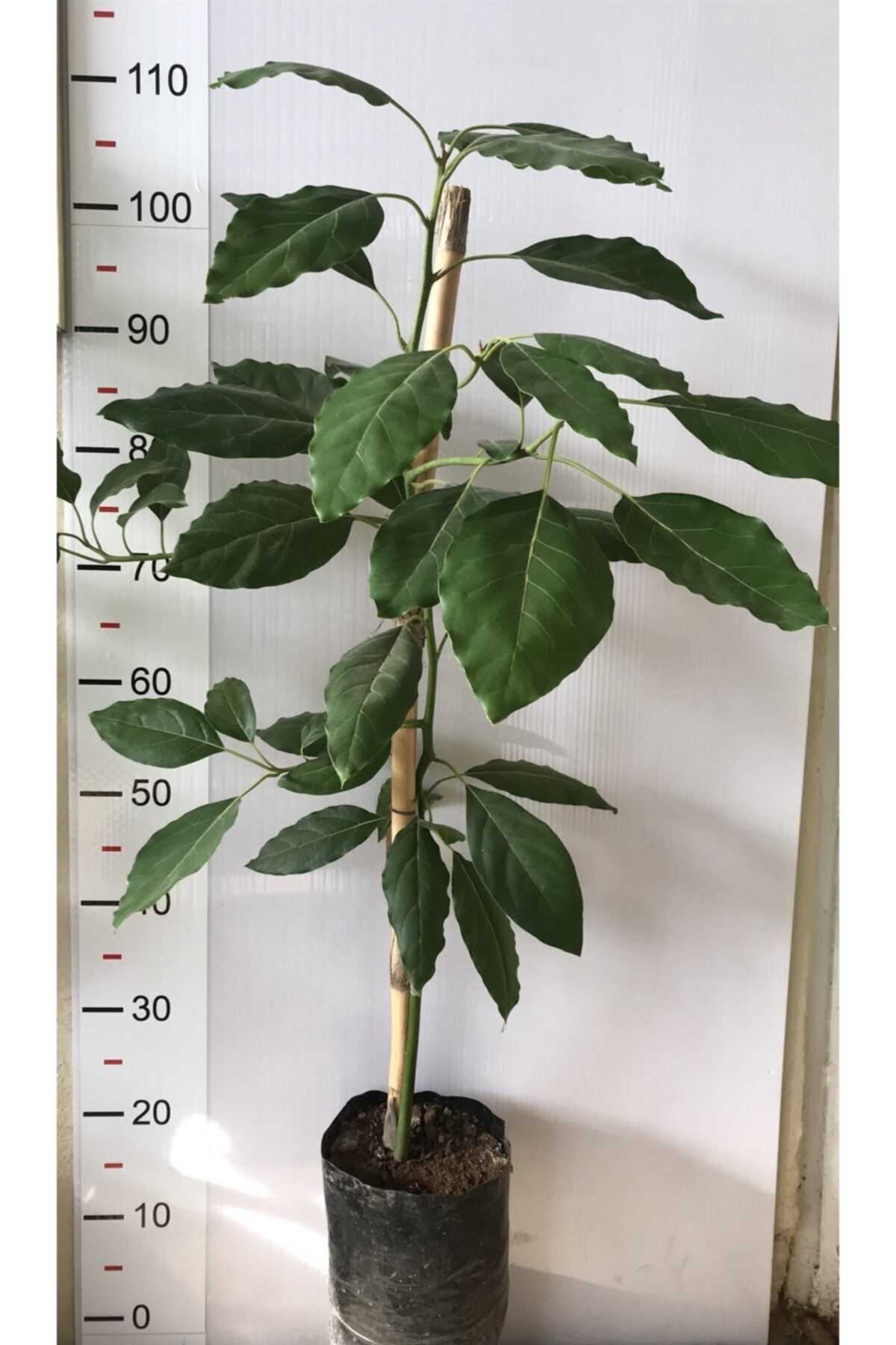 Alata Fidan Fuerte Avokado Fidanı 3 Yaş 80 100 Cm Boyunda Aşılı Tüplü