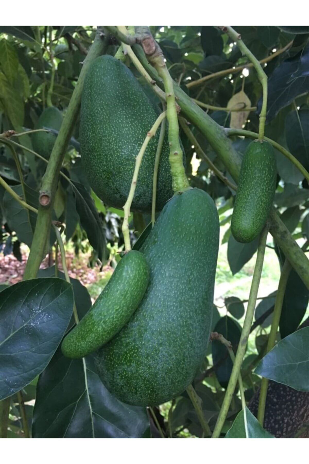 Alata Fidan Fuerte Avokado Fidanı 3 Yaş 80 100 Cm Boyunda Aşılı Tüplü