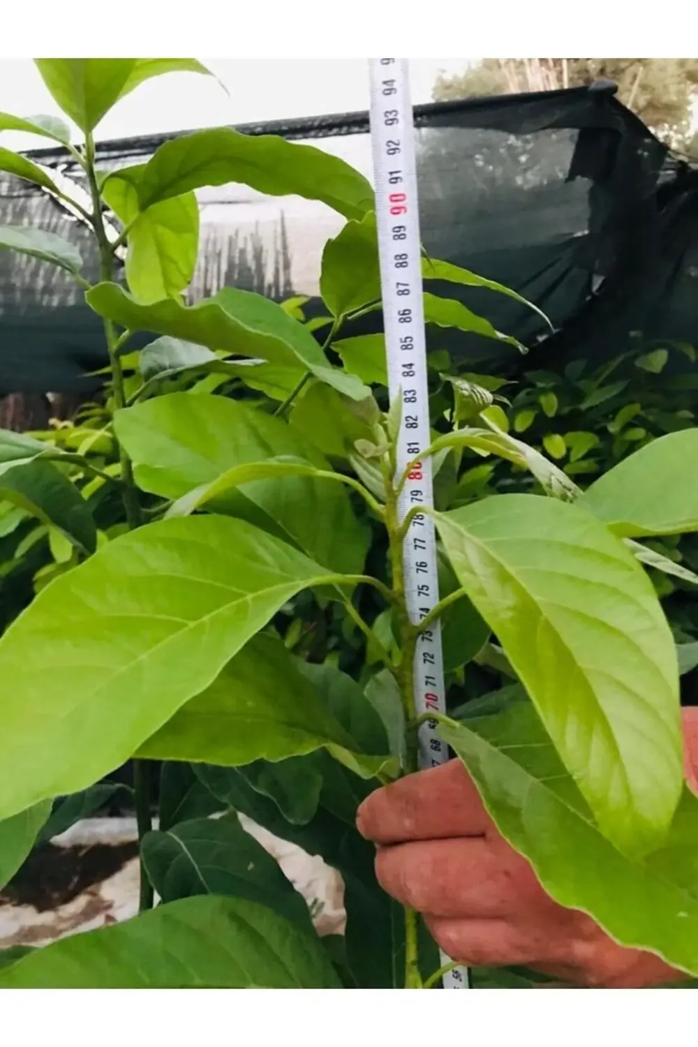 Fuerte Yeşil Avokado Fidanı Kokulu 3 Yaş 80-100cm Boy