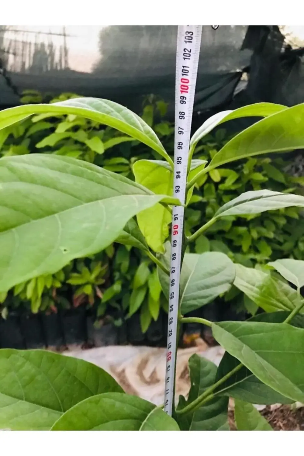 Fuerte Yeşil Avokado Fidanı Kokulu 3 Yaş 80-100cm Boy