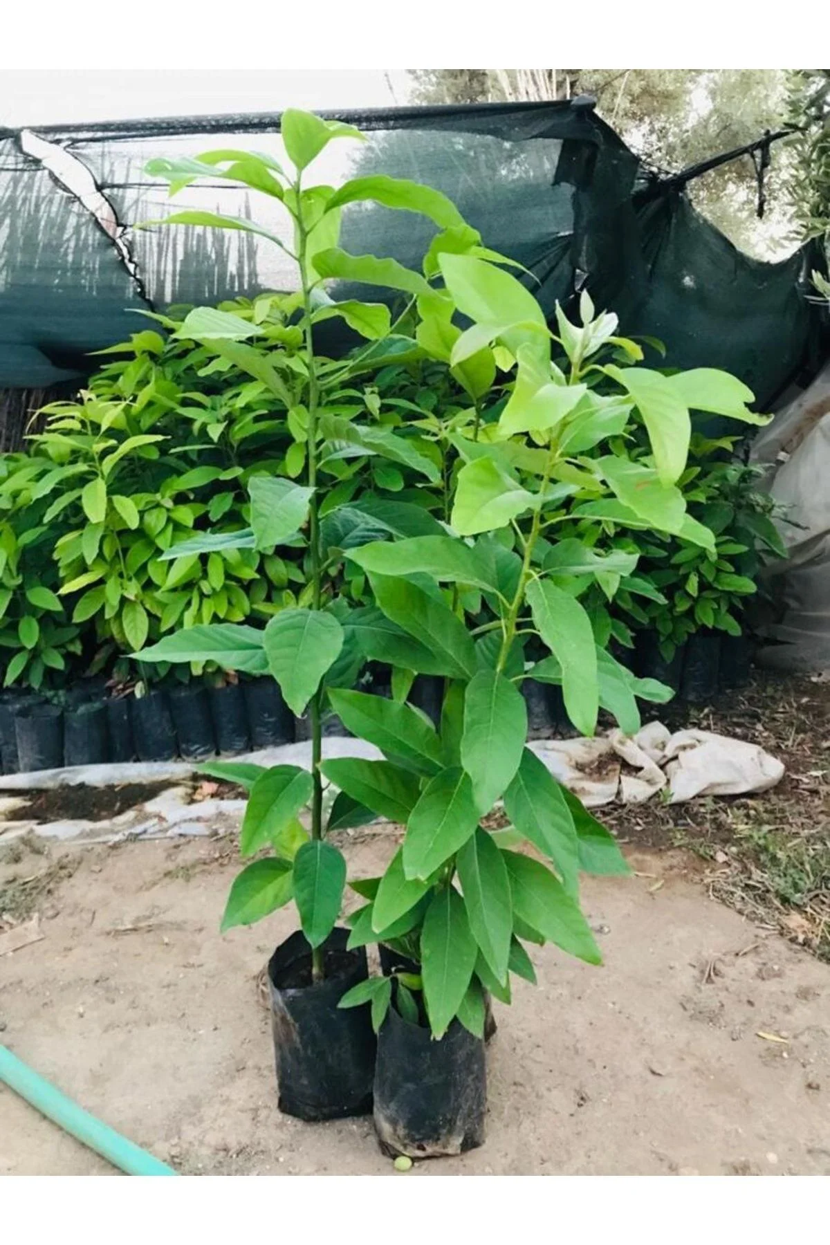 Fuerte Yeşil Avokado Fidanı Kokulu 3 Yaş 80-100cm Boy