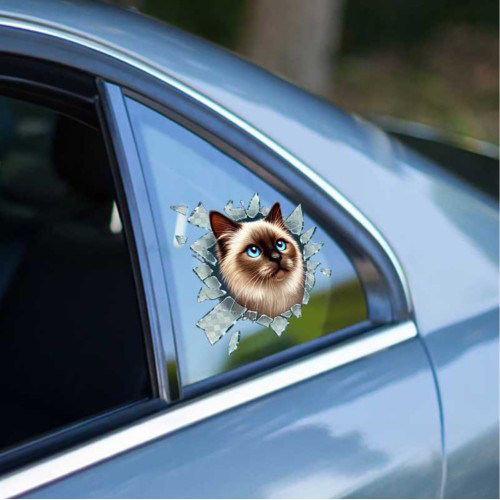 Woody Sofia Fulcar Siamesse Araç Stickeri