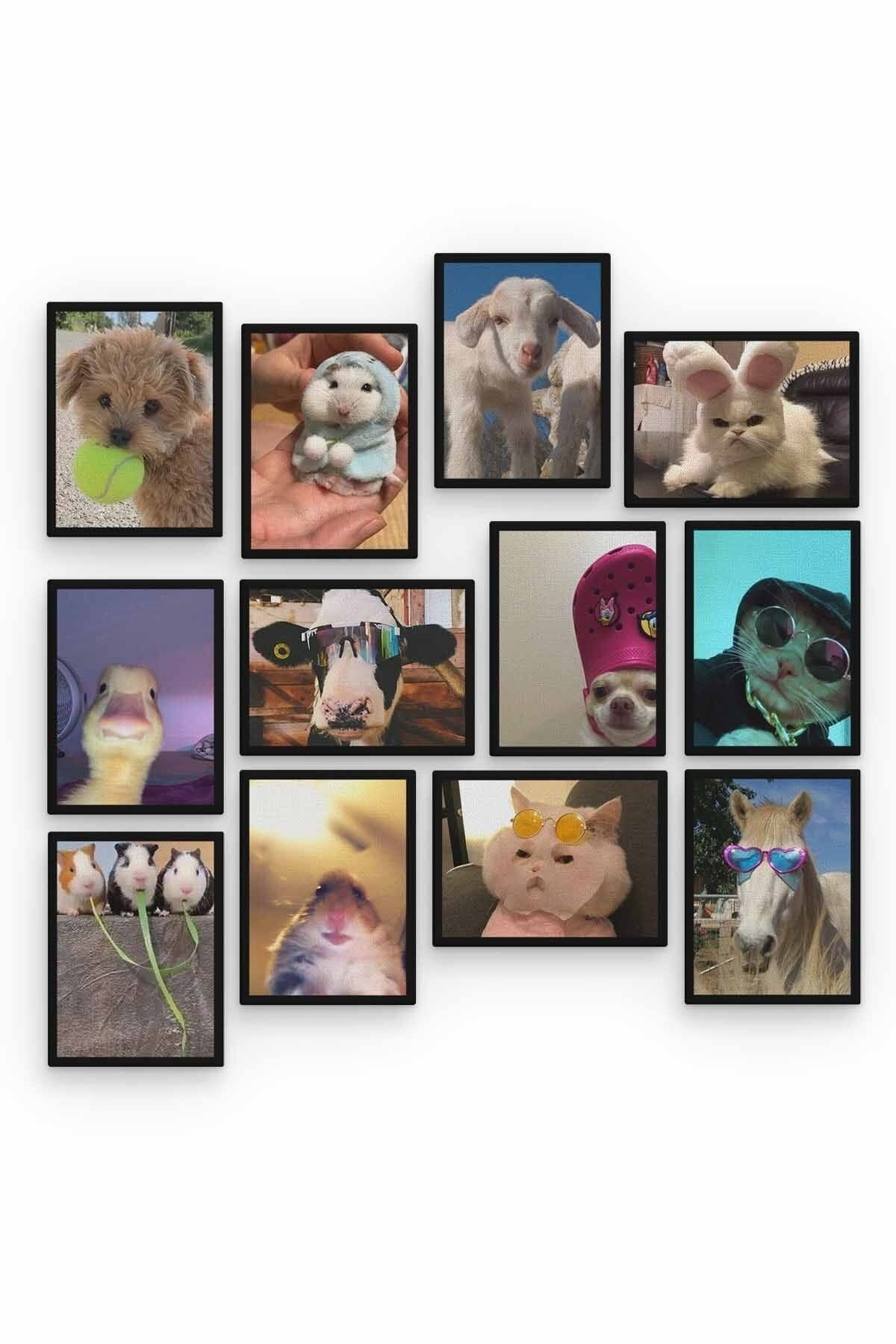 Pi Dekorasyon Funny Animal 12 Parça Ahşap Mdf Tablo Zlltb325