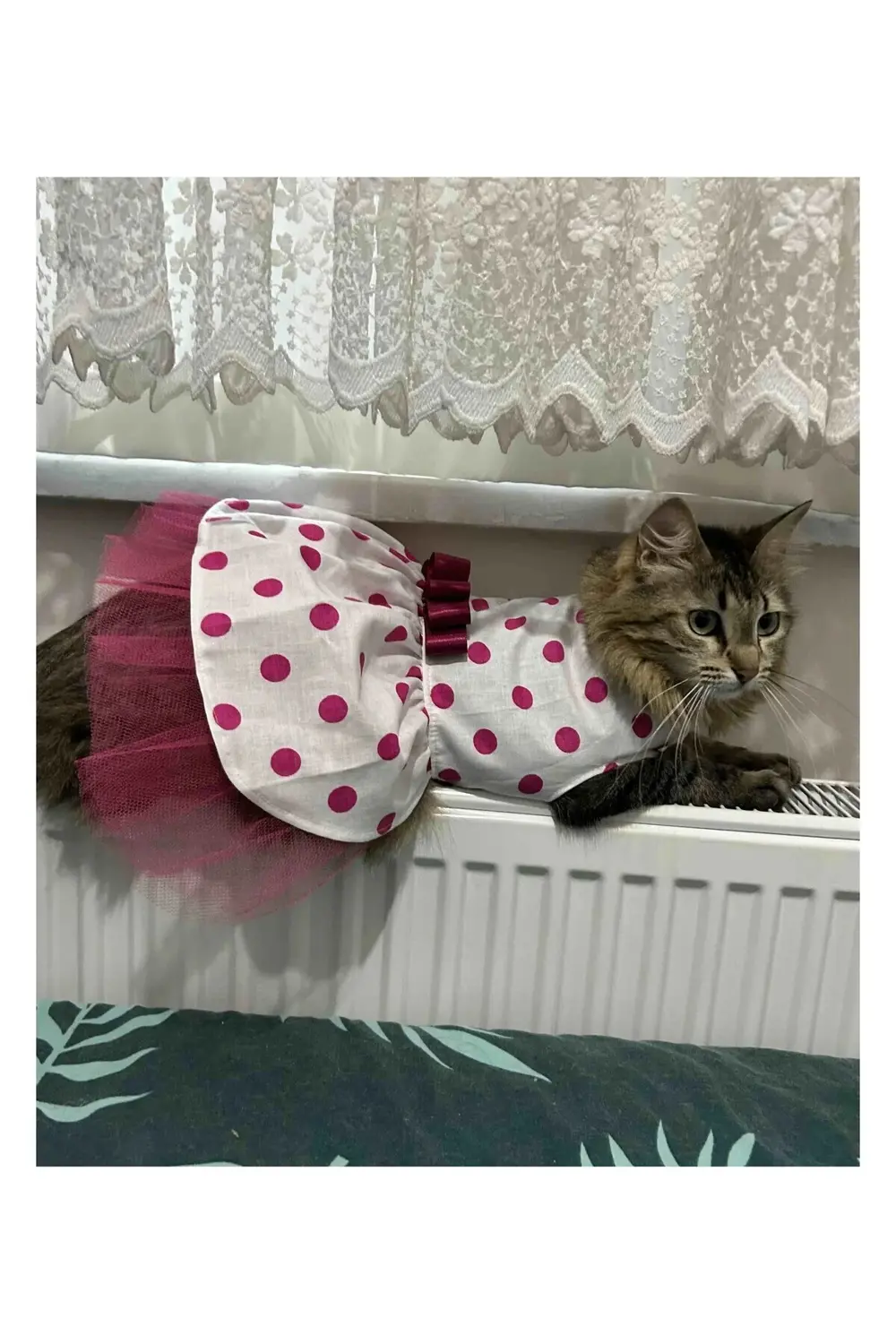 Fuşya Fiyonklu Puantiyeli Kedi Köpek Kıyafeti Elbisesi