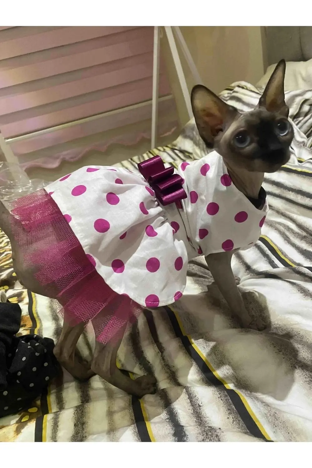 Fuşya Fiyonklu Puantiyeli Kedi Köpek Kıyafeti Elbisesi Small/s/be