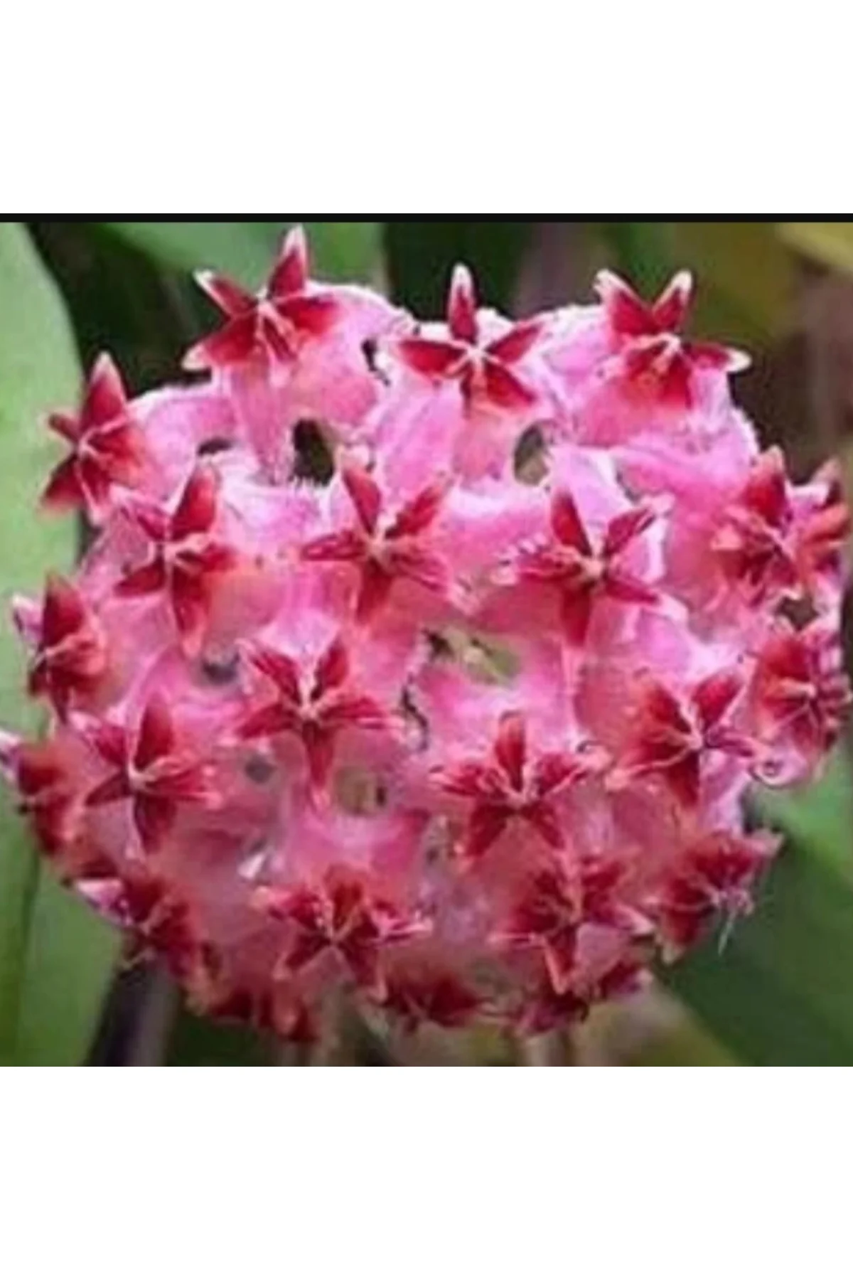 Fuşya Rüya Yıldız Mum Çiçeği (Hoya) Fuşya Rüya Yıldız Mum Çiçeği (Hoya) - Görsel 4