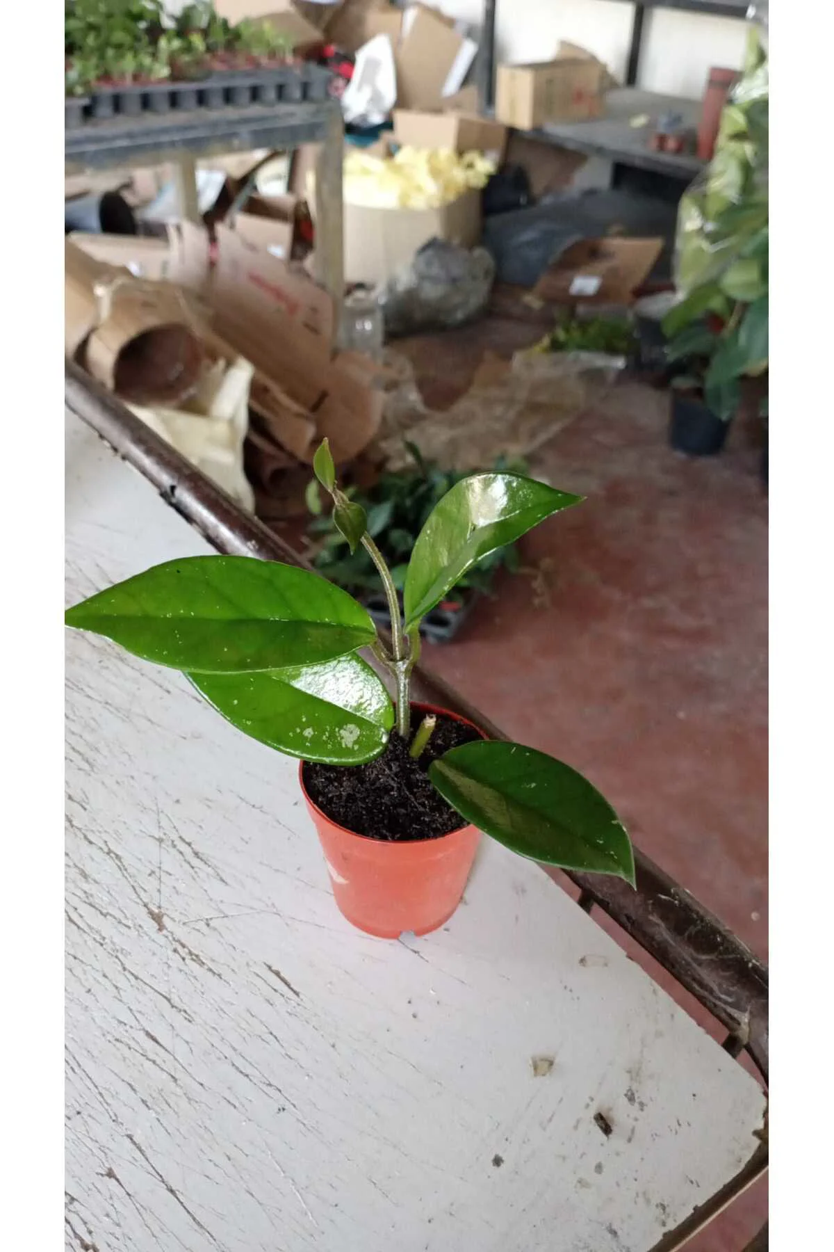 Fuşya Rüya Yıldız Mum Çiçeği (Hoya)