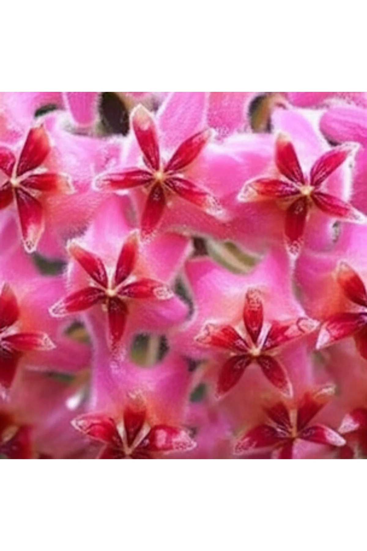 Fuşya Rüya Yıldız Mum Çiçeği (Hoya) Fuşya Rüya Yıldız Mum Çiçeği (Hoya) - Görsel 2