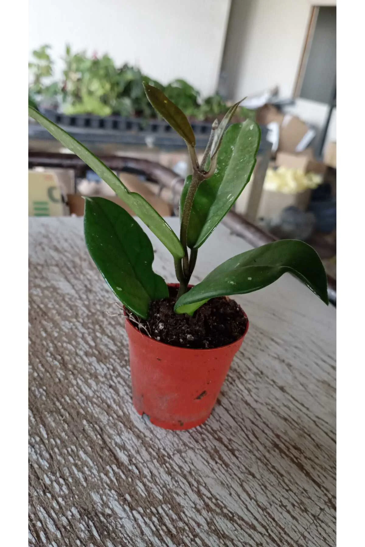 Fuşya Rüya Yıldız Mum Çiçeği (Hoya)