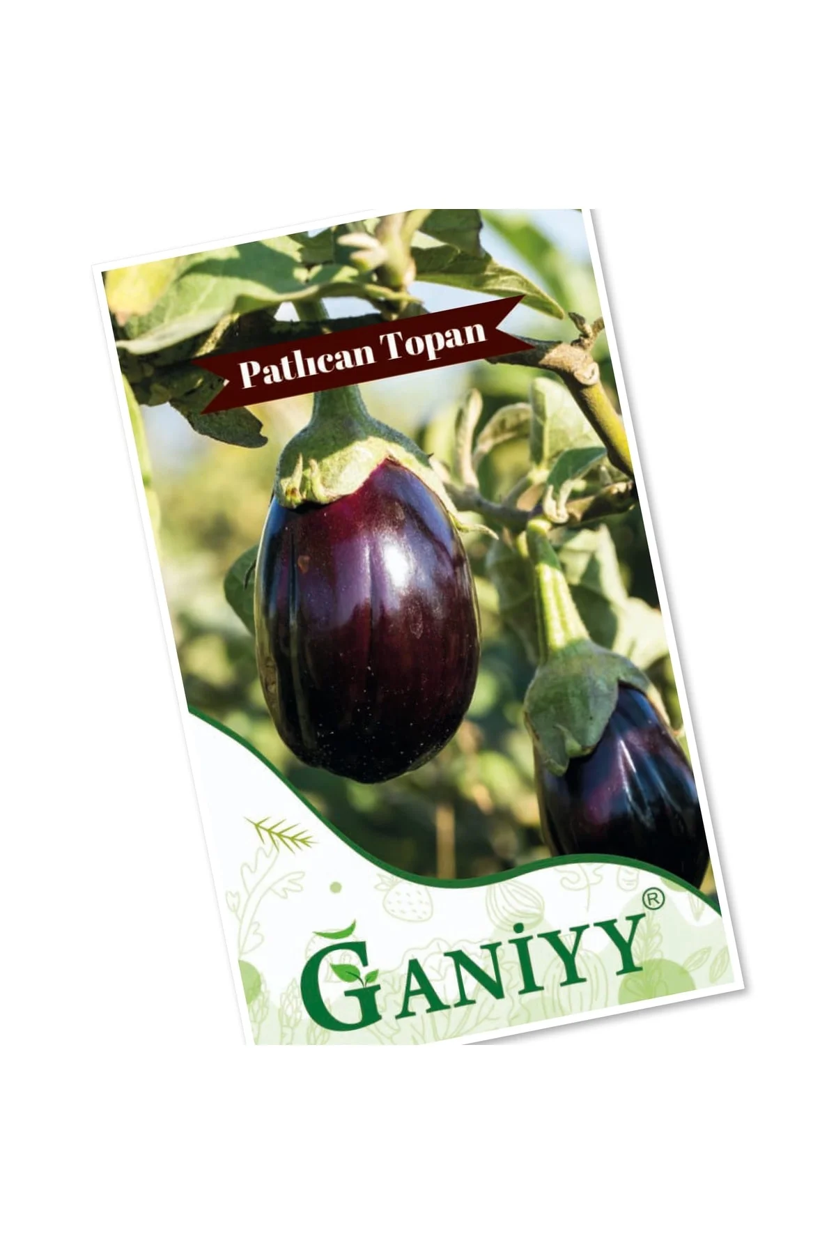 Ganiyy 100+ Patlıcan Topan Tohumu Fiyatı, Yorumları ve Özellikleri