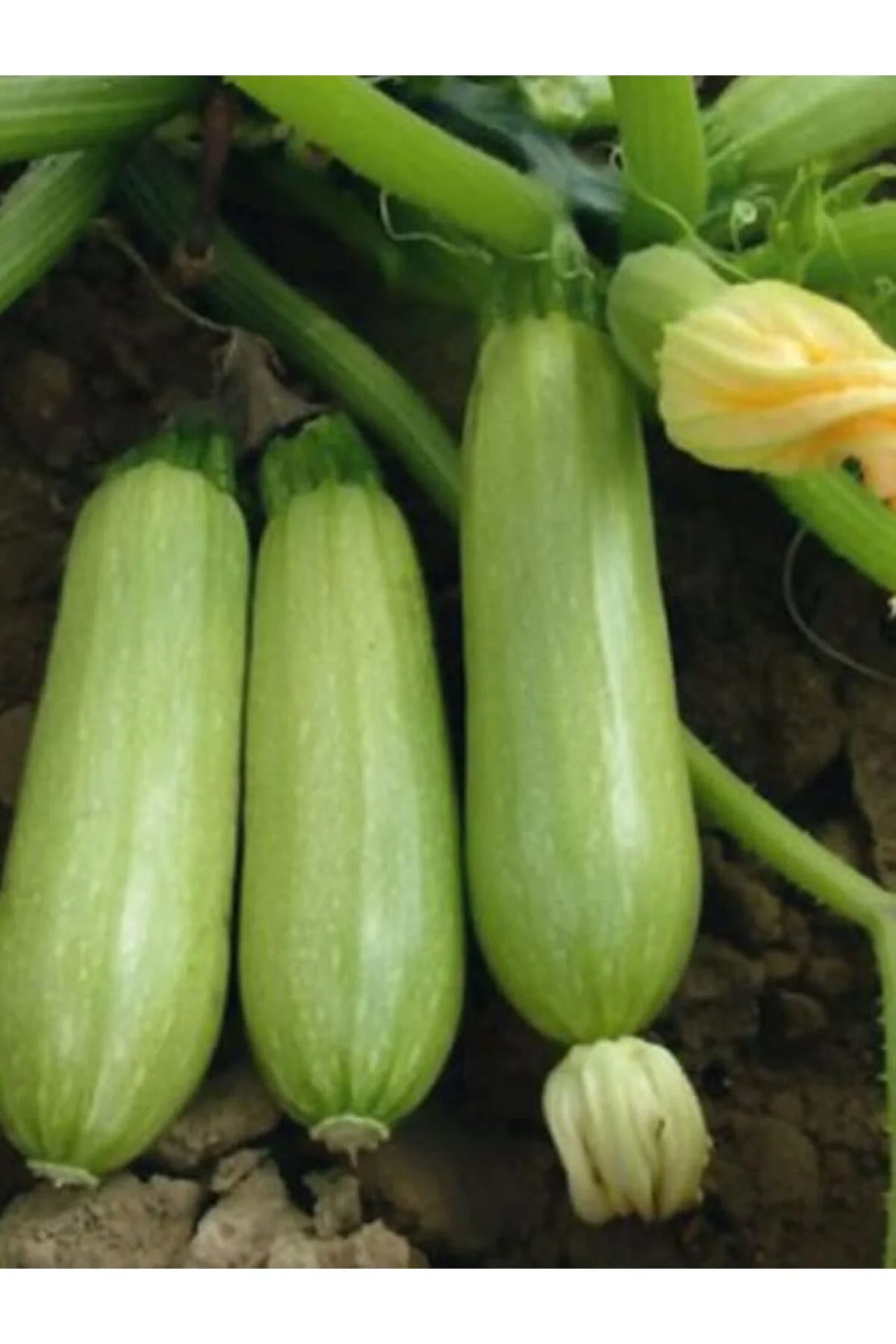 Garden Doğal Sakız Tipi Dolmalık Kabak Tohumu 20 Ad. Tohum Garden Doğal Sakız Tipi Dolmalık Kabak Tohumu 20 Ad. Tohum