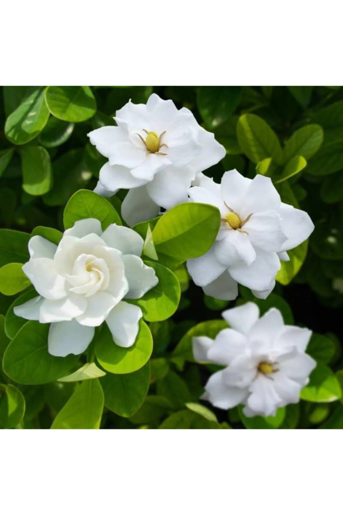 Gardenya Çiçeği-gardenia Jasminoides- Köklü,kendi Bitkini Yetişti