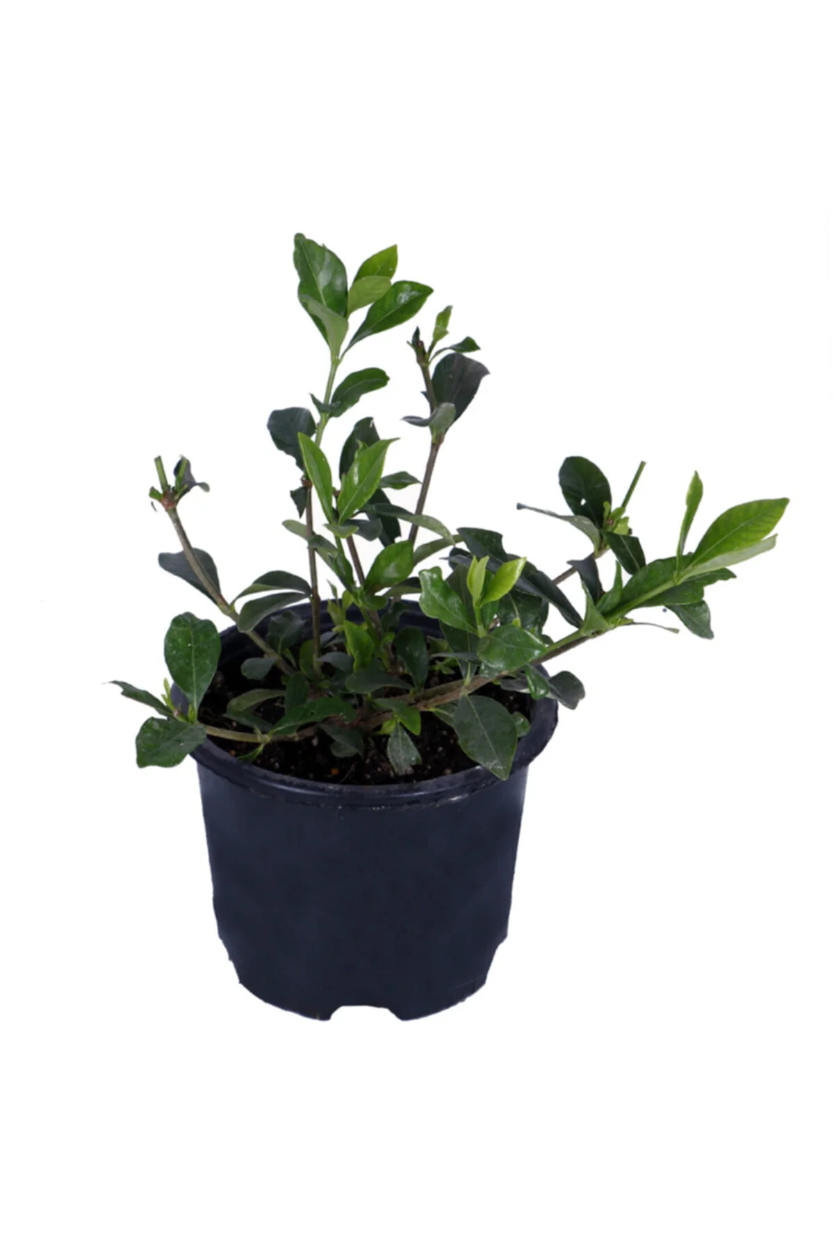 Gardenya Çiçeği-gardenia Jasminoides- Köklü,kendi Bitkini Yetişti