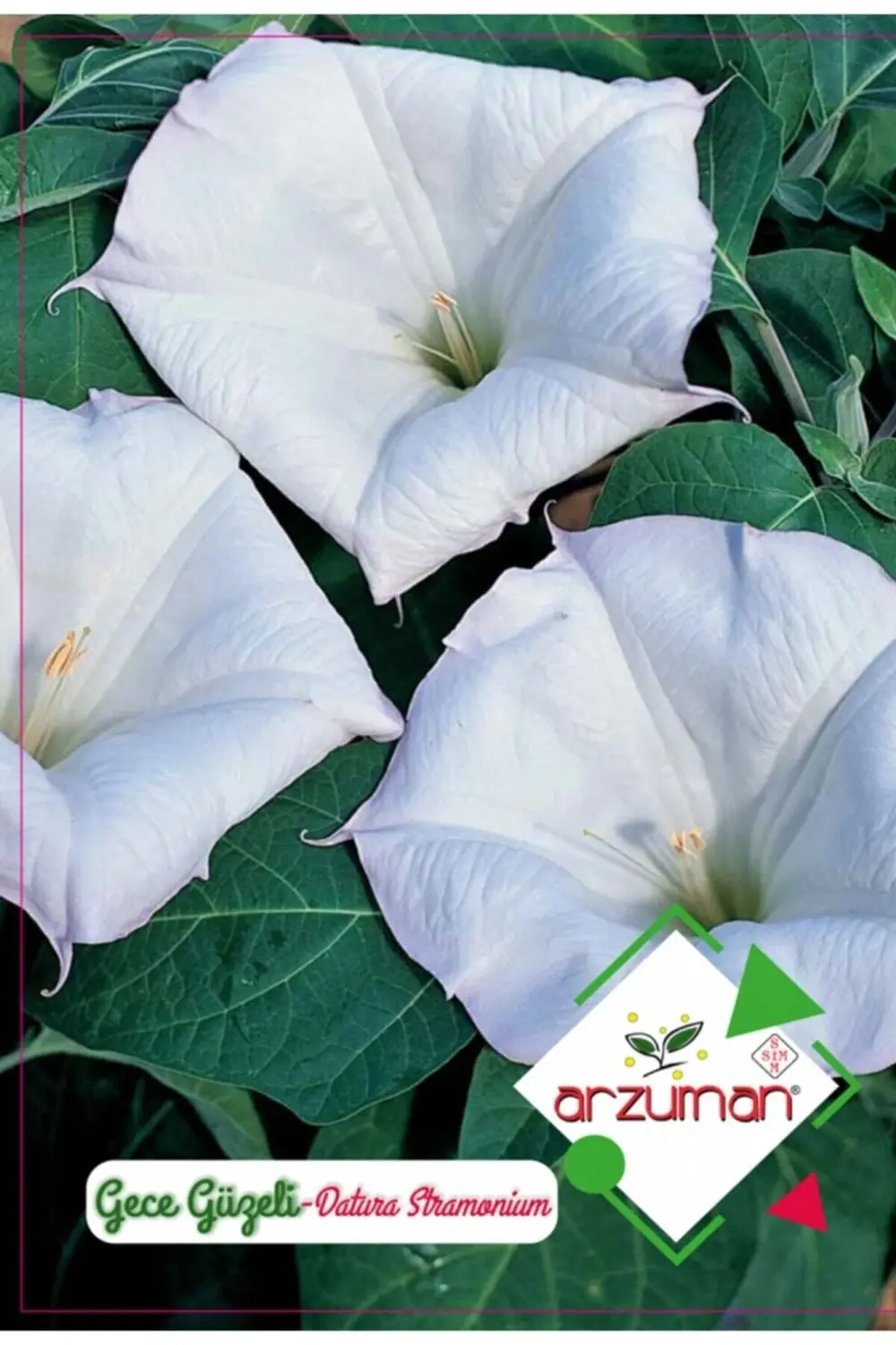 Gece Güzeli Çiçeği Çiçek Tohumu