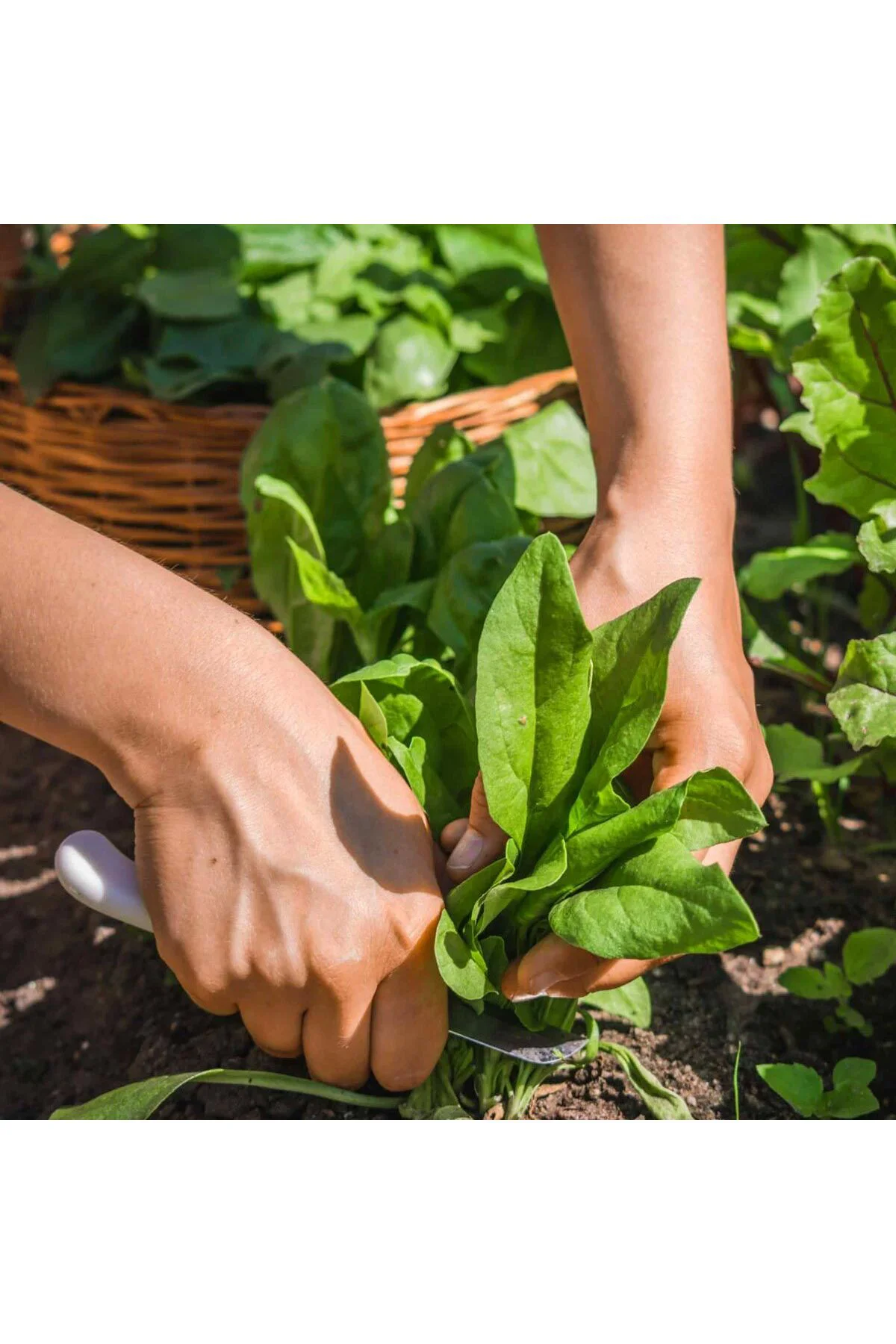 Geniş yapraklı kışlık ıspanak tohumu Atalık spinacia oleracea Fiyatı, Yorumları ve Özellikleri