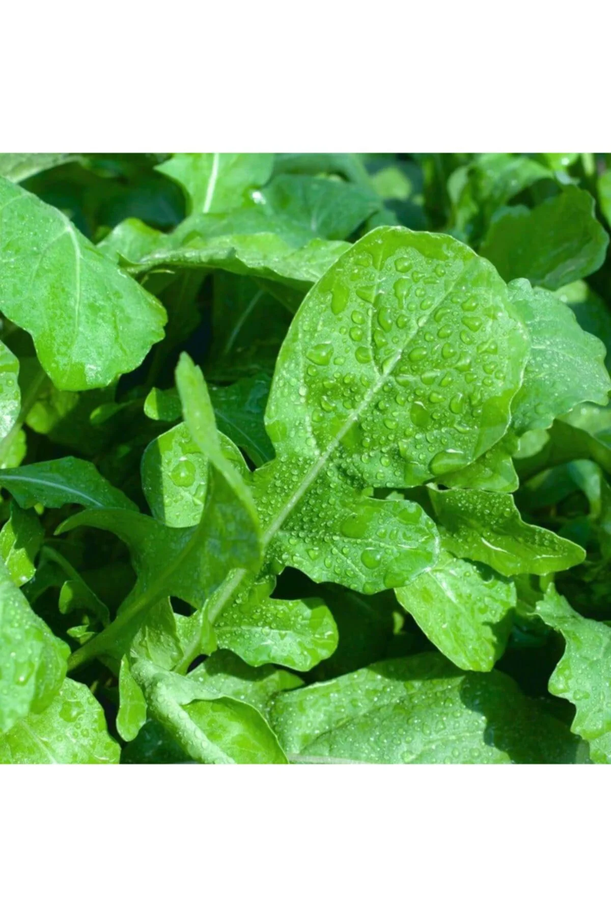 Geniş Yapraklı Roka Tohumu-25 Gram Fiyatı, Yorumları ve Özellikleri