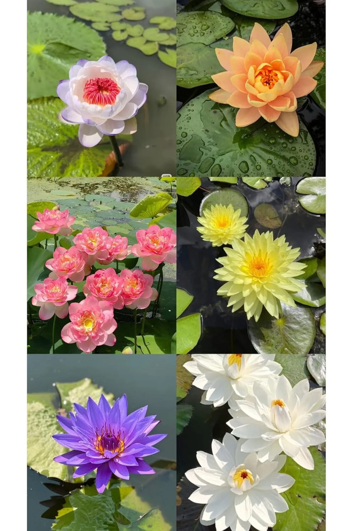 gka shop 12 Adet Lotus Çiçeği Tohumu Nilüfer Çiçeği Karışık Renkli Orjinal Lotus Su ve Toprakta Yeti gka shop 12 Adet Lotus Çiçeği Tohumu Nilüfer Çiçeği Karışık Renkli Orjinal Lotus Su ve Toprakta Yeti