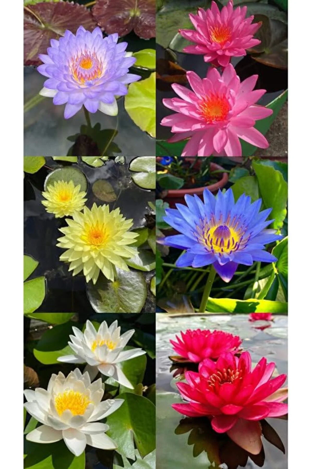 gka shop 12 Adet Lotus Çiçeği Tohumu Nilüfer Çiçeği Karışık Renkli Orjinal Lotus Su ve Toprakta Yeti gka shop 12 Adet Lotus Çiçeği Tohumu Nilüfer Çiçeği Karışık Renkli Orjinal Lotus Su ve Toprakta Yeti - Görsel 3