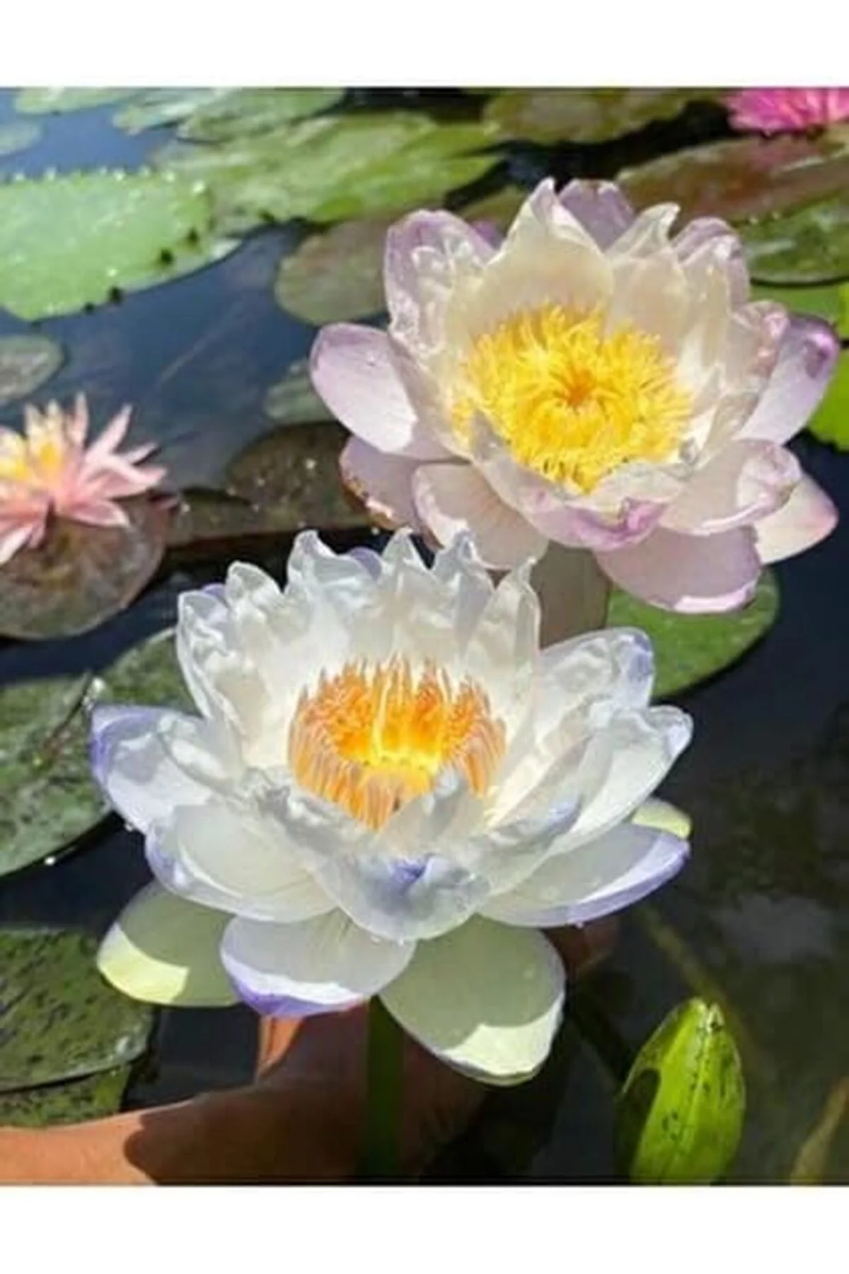 gka shop 12 Adet Lotus Çiçeği Tohumu Nilüfer Çiçeği Karışık Renkli Orjinal Lotus Su ve Toprakta Yeti gka shop 12 Adet Lotus Çiçeği Tohumu Nilüfer Çiçeği Karışık Renkli Orjinal Lotus Su ve Toprakta Yeti - Görsel 2