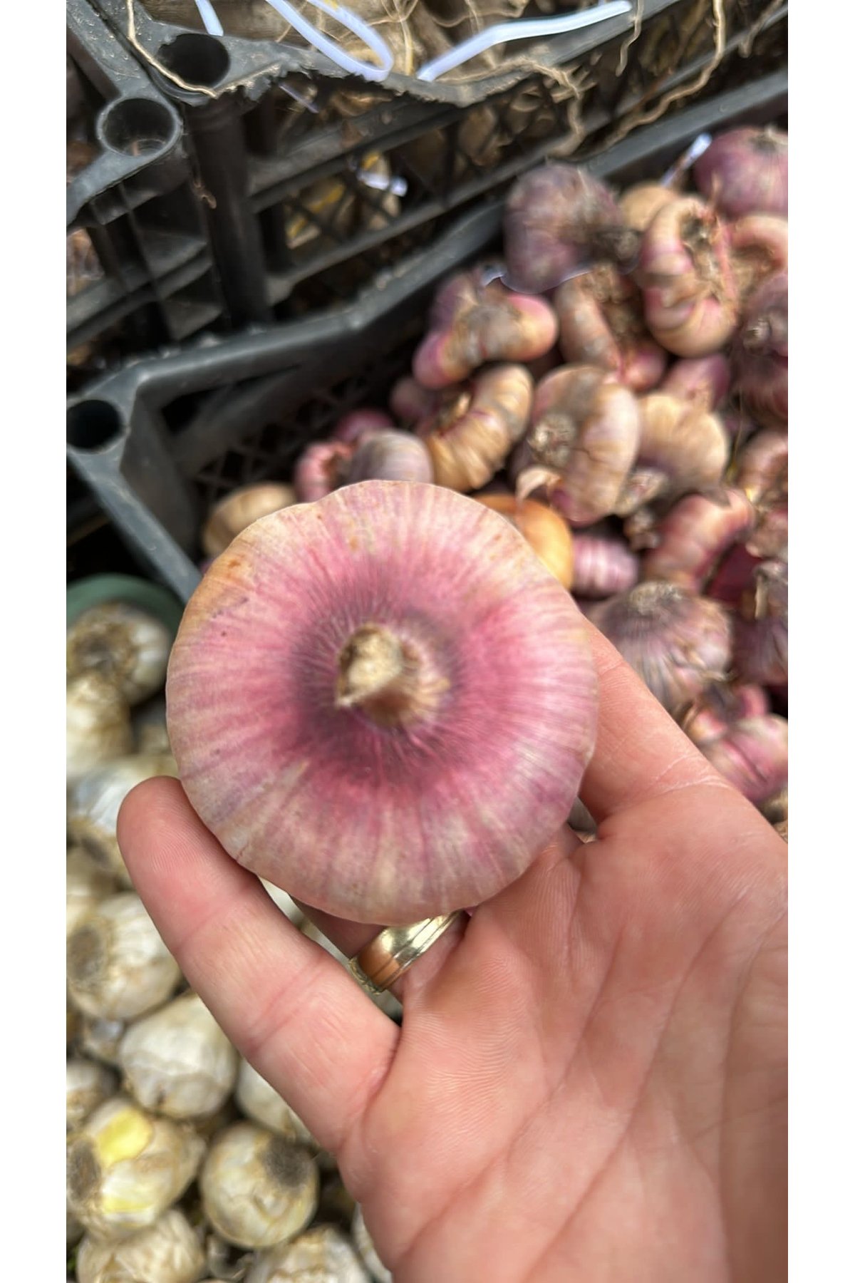 Glayör soğanı karışık renk 5 adet