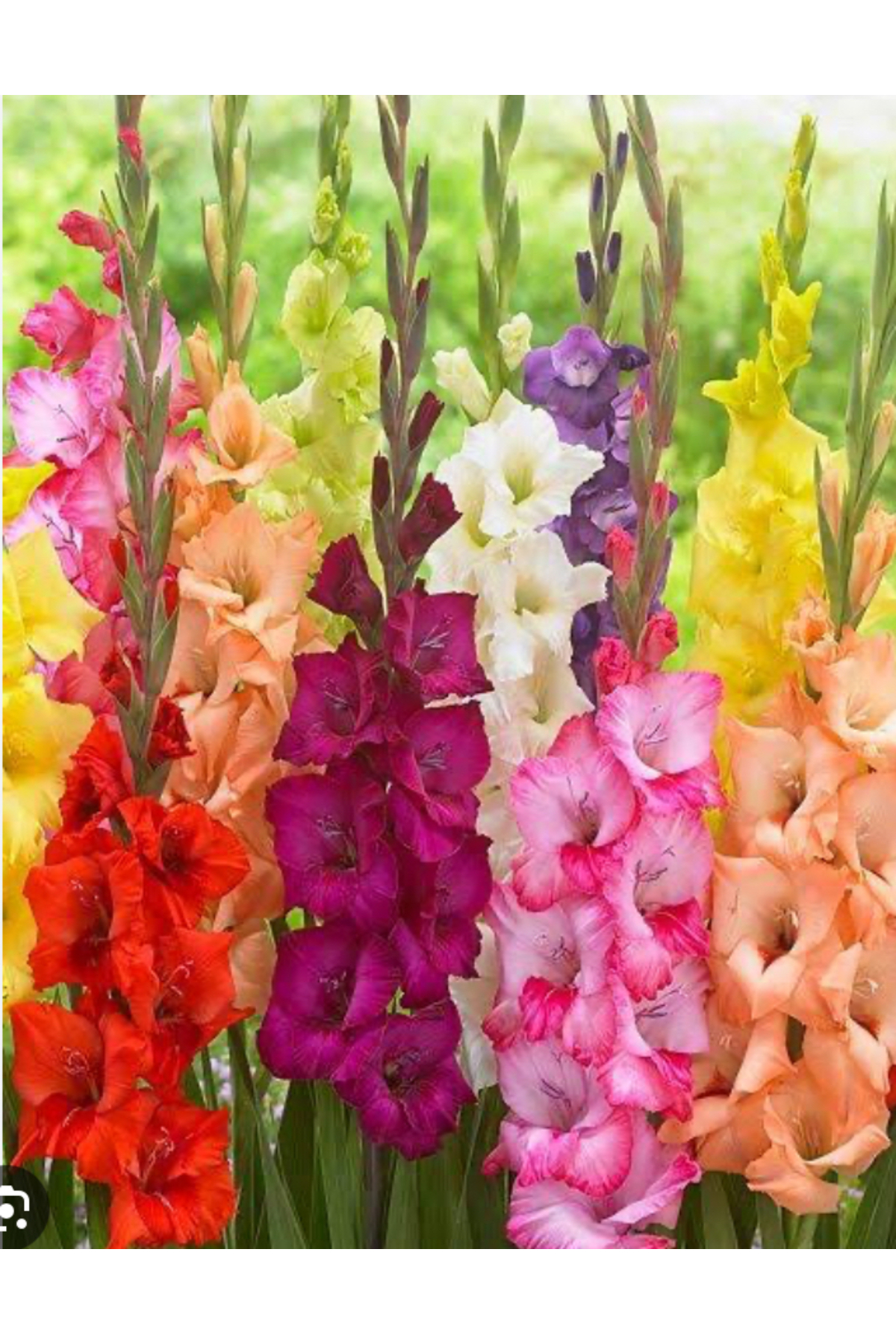 Glayör soğanı karışık renk 5 adet