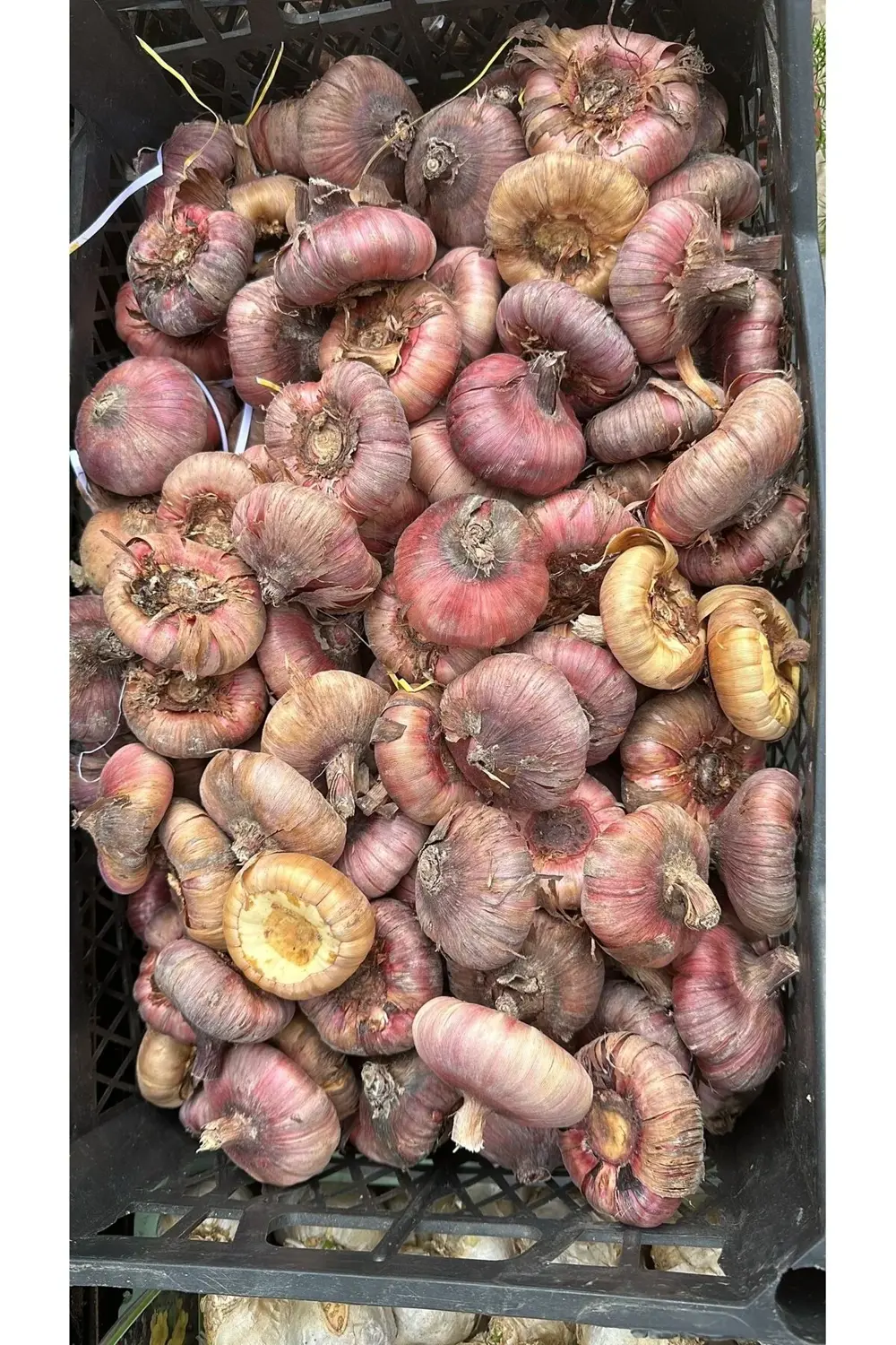 Glayör soğanı karışık renk 5 adet