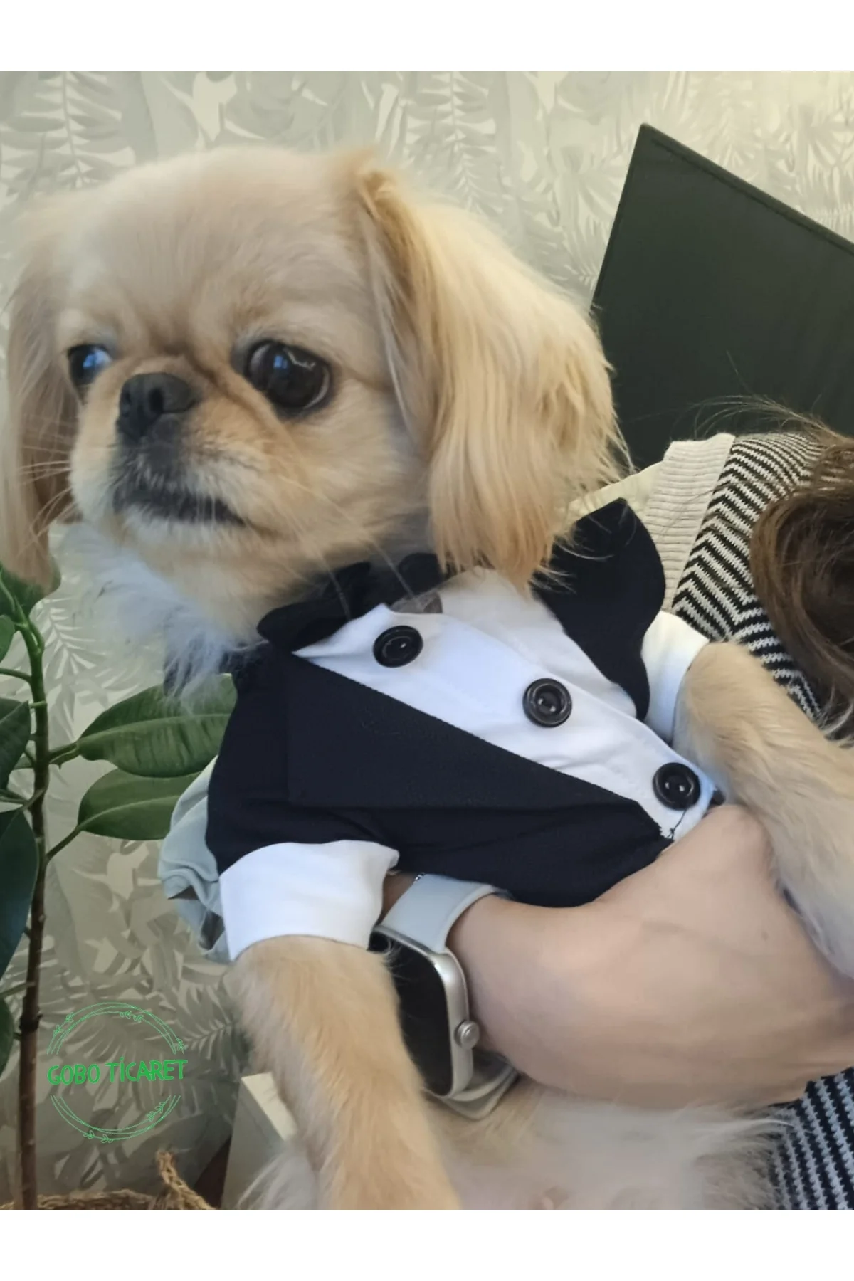 Goboticaret Kedi ve Köpek Takım Elbisesi Siyah Papyonlu Smokin Kıyafeti Damatlık