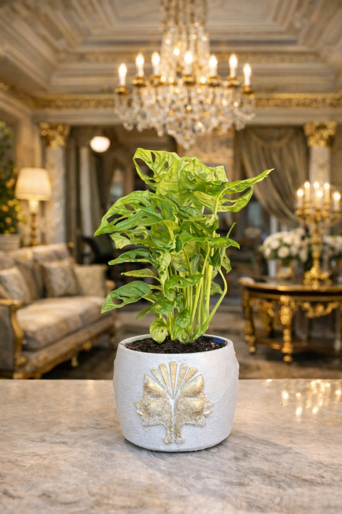 Gold Detaylı Beyaz Saksıda Monstera Adansonii – Dekoratif Salon O
