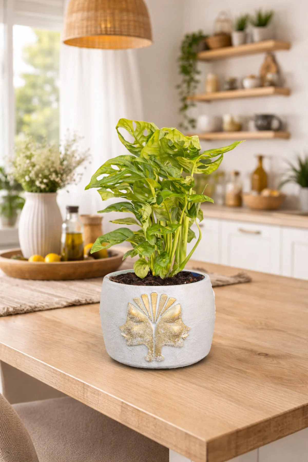 Gold Detaylı Beyaz Saksıda Monstera Adansonii – Dekoratif Salon O