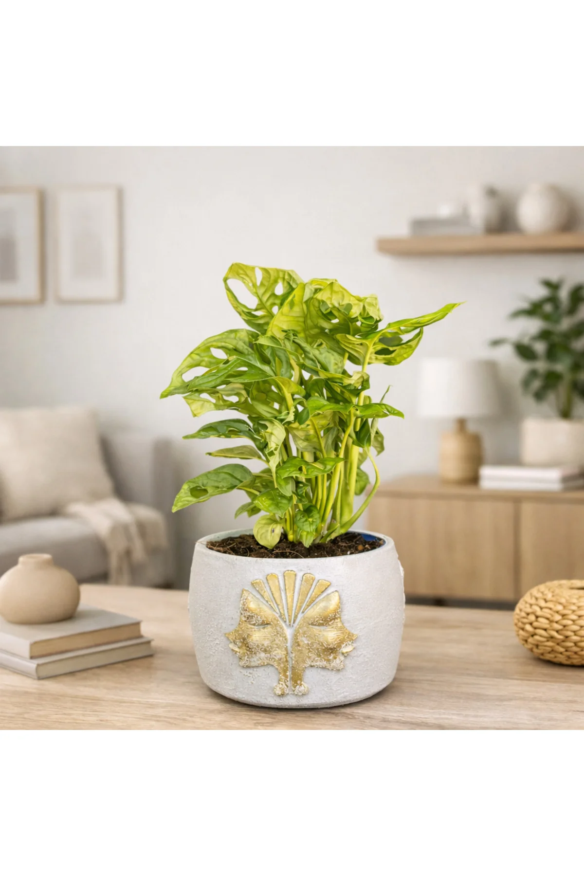 Gold Detaylı Beyaz Saksıda Monstera Adansonii – Dekoratif Salon O