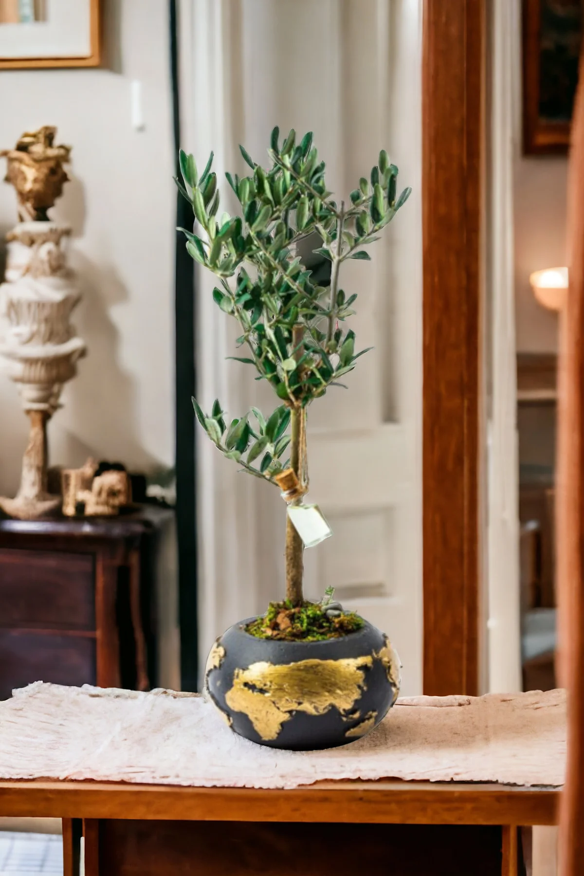 Gold Dünya Saksıda Bonsai Zeytin Ağaç