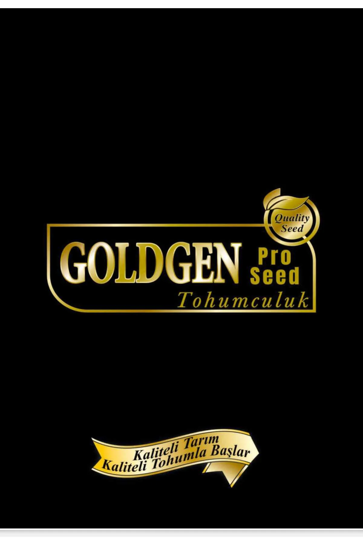 Goldgen Çin Aster Tohumu