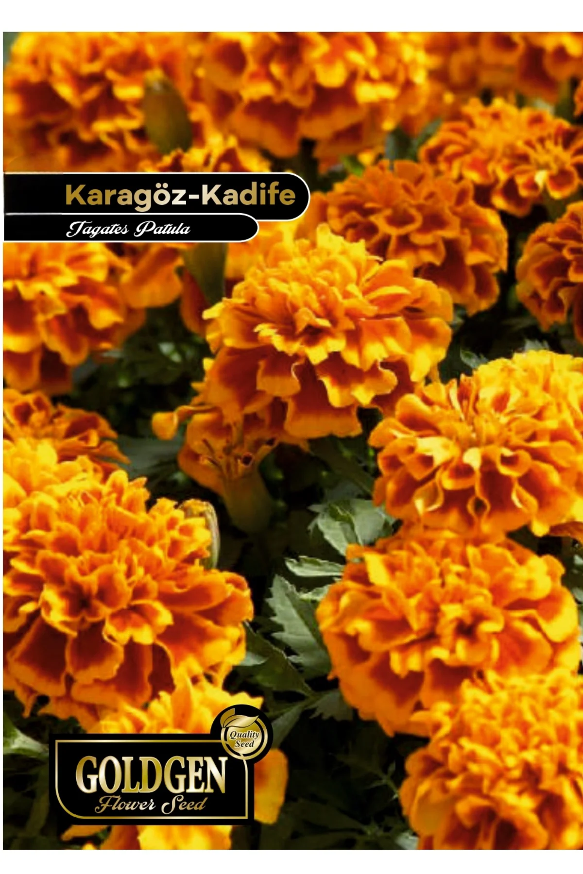 Goldgen Karagöz - Kadife Çiçeği Tohumu