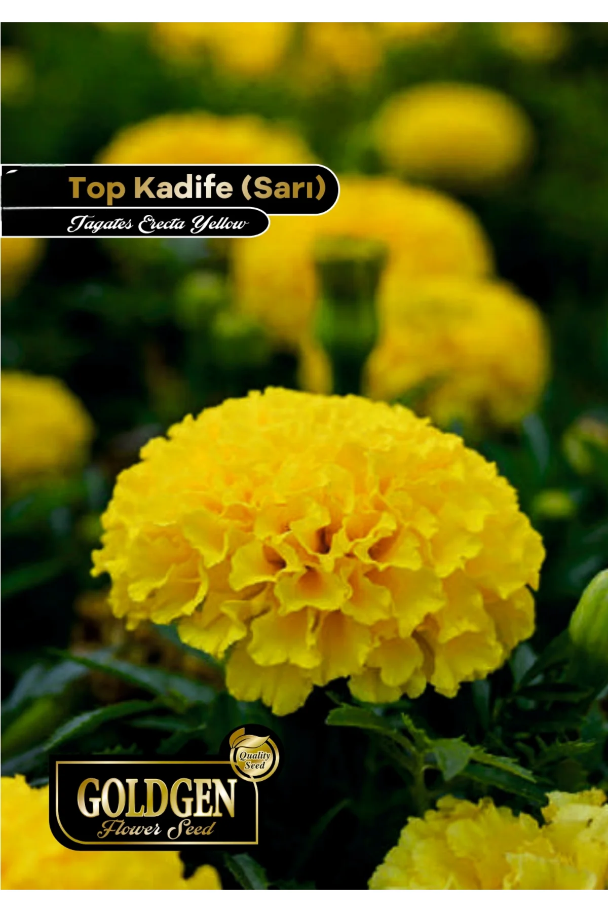 Goldgen Sarı Top Kadife Çiçeği Tohumu Goldgen Sarı Top Kadife Çiçeği Tohumu