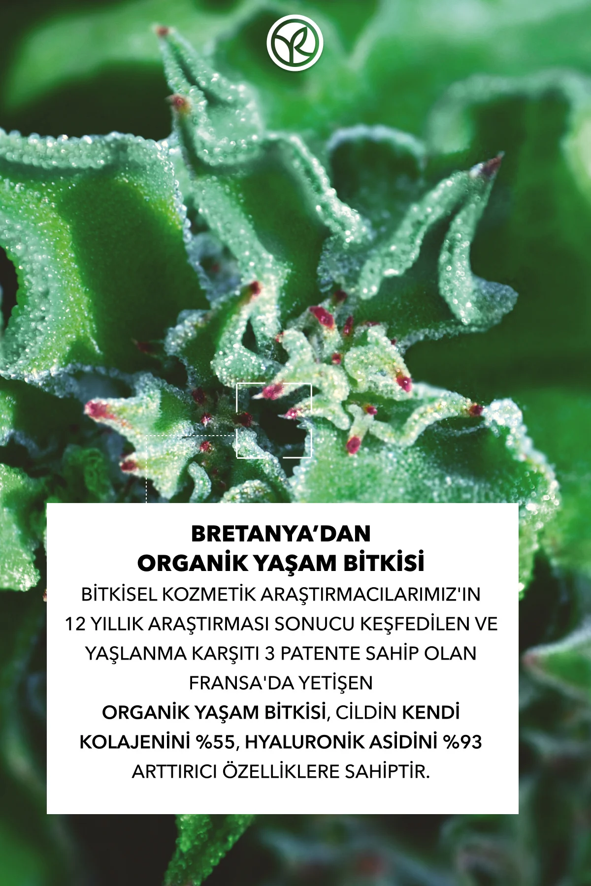 Göz Kremi-Sıkılaştırıcı,Dolgunlaştırıcı Bitkisel Kolajen ve Hyalu