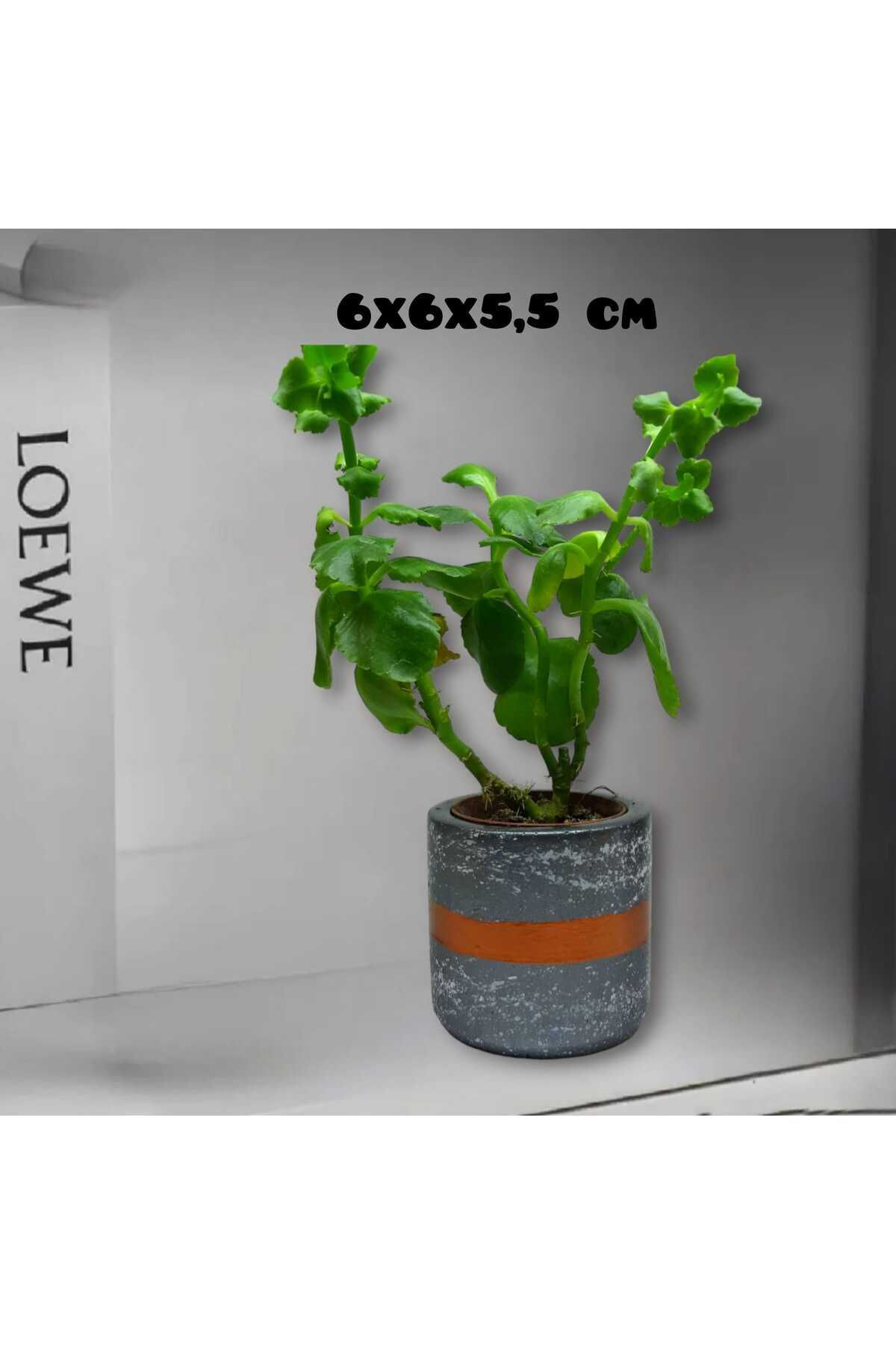 Dodemert Home Gri Efektli Beton Saksı & Mumluk & Kalemlik