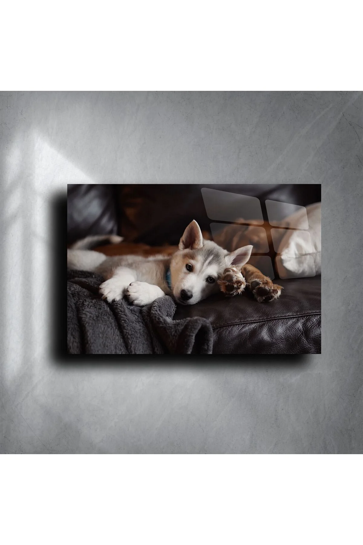 Gri Koltukta Uyuyan Sevimli Husky Yavrusu