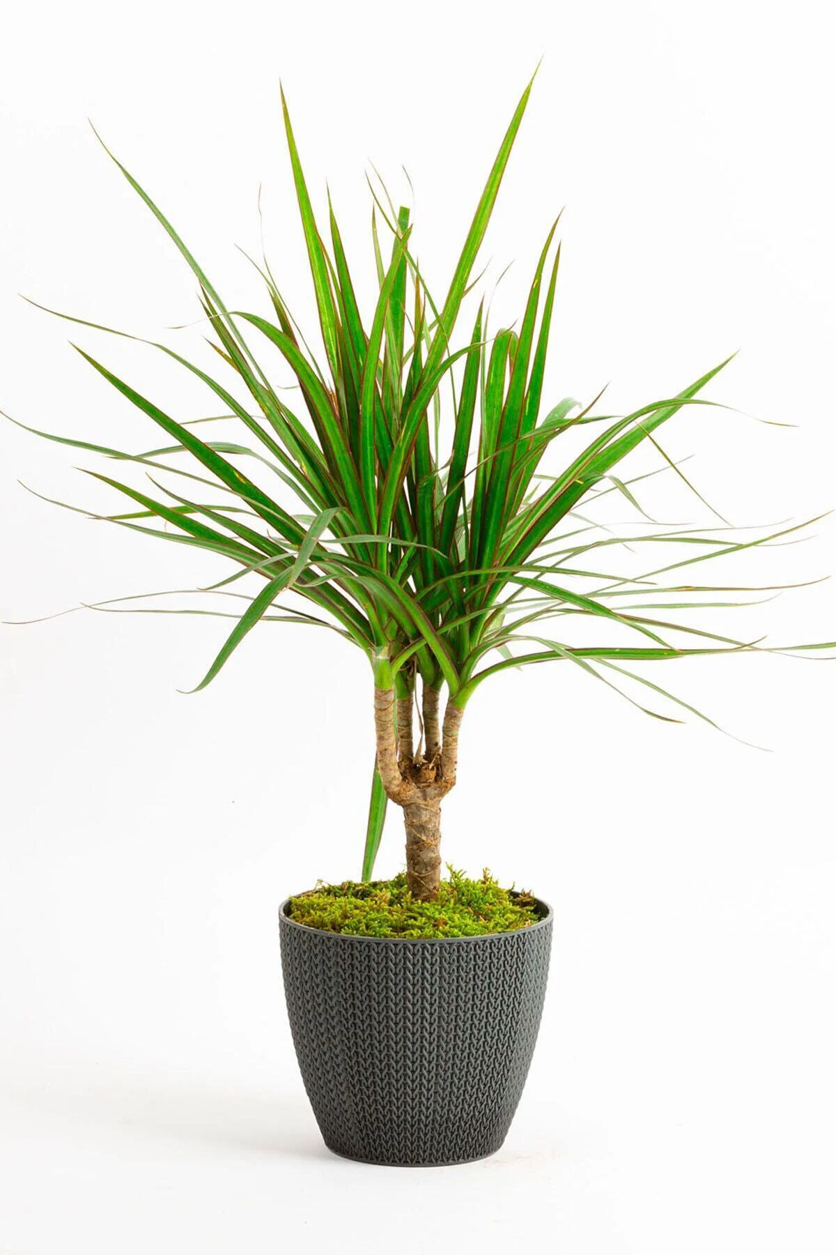 Gri No:2 Sümela Saksıda (30-40 Cm) Tekli Dracaena Marginata