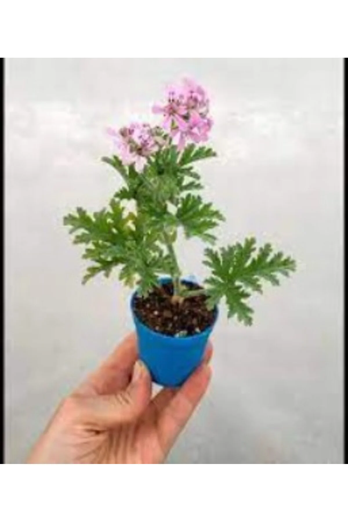 Gül Damlası Itır Çiçeği 10-20 Cm Gül Damlası Itır Çiçeği 10-20 Cm