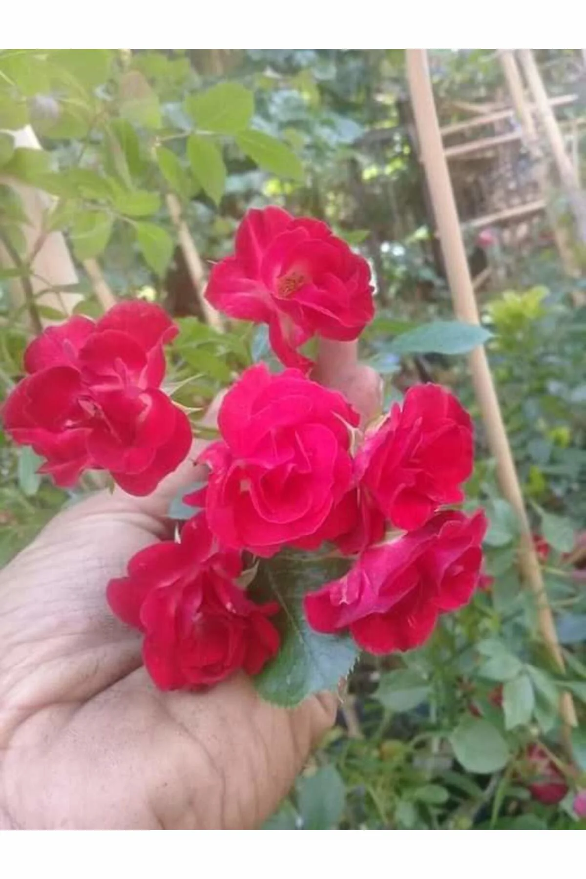 Gül Fem Hatun Kırmızı Sarmaşık Gül Fidanı 10-20 cm