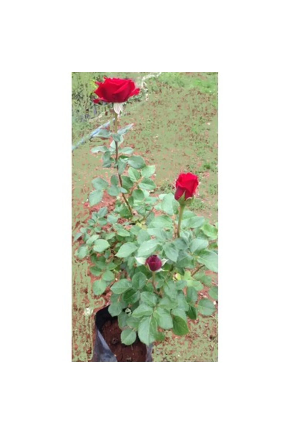 Gül Fem Hatun Kırmızı Sarmaşık Gül Fidanı 10-20 cm