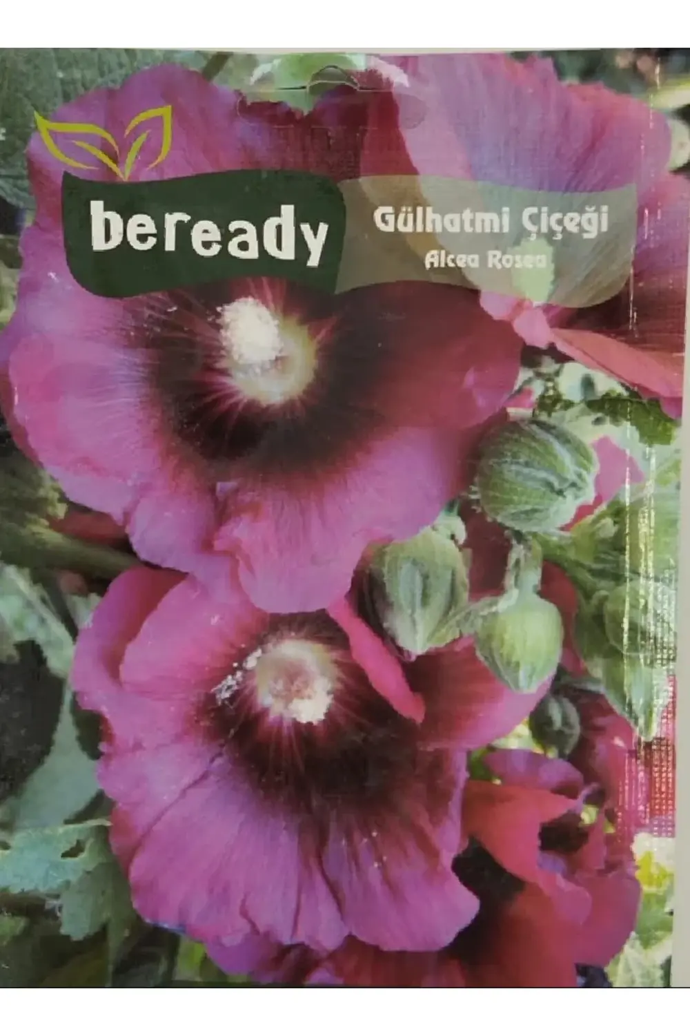 Gülhatmi Çiçeği Tohumu