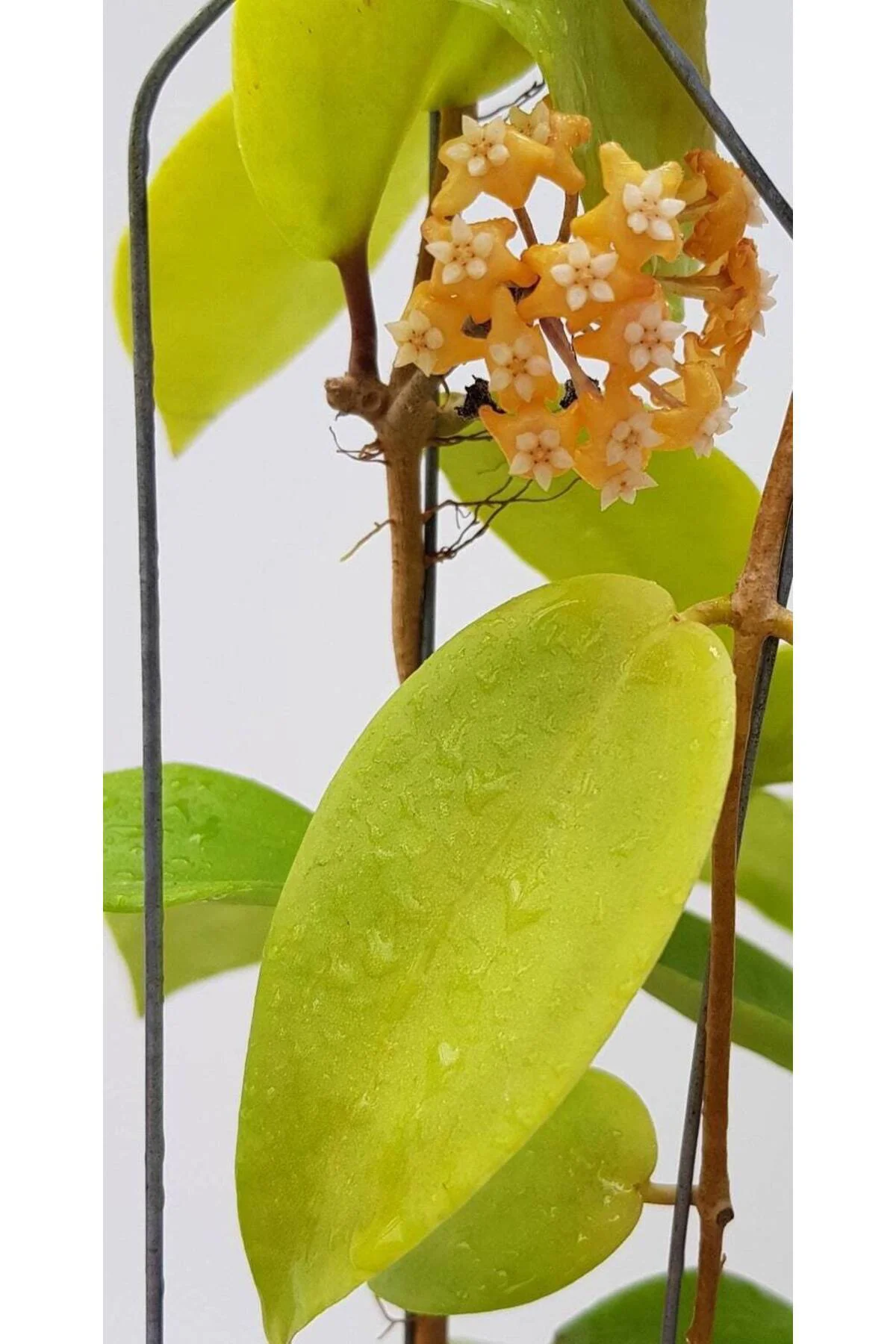 Gün Batımı Rüyası Hoya Mum Çiçeği Fidanı (Turuncu Yıldız Mum Çiçe