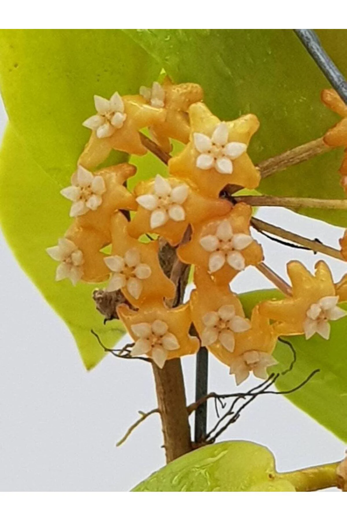 Gün Batımı Rüyası Hoya Mum Çiçeği Fidanı (Turuncu Yıldız Mum Çiçe
