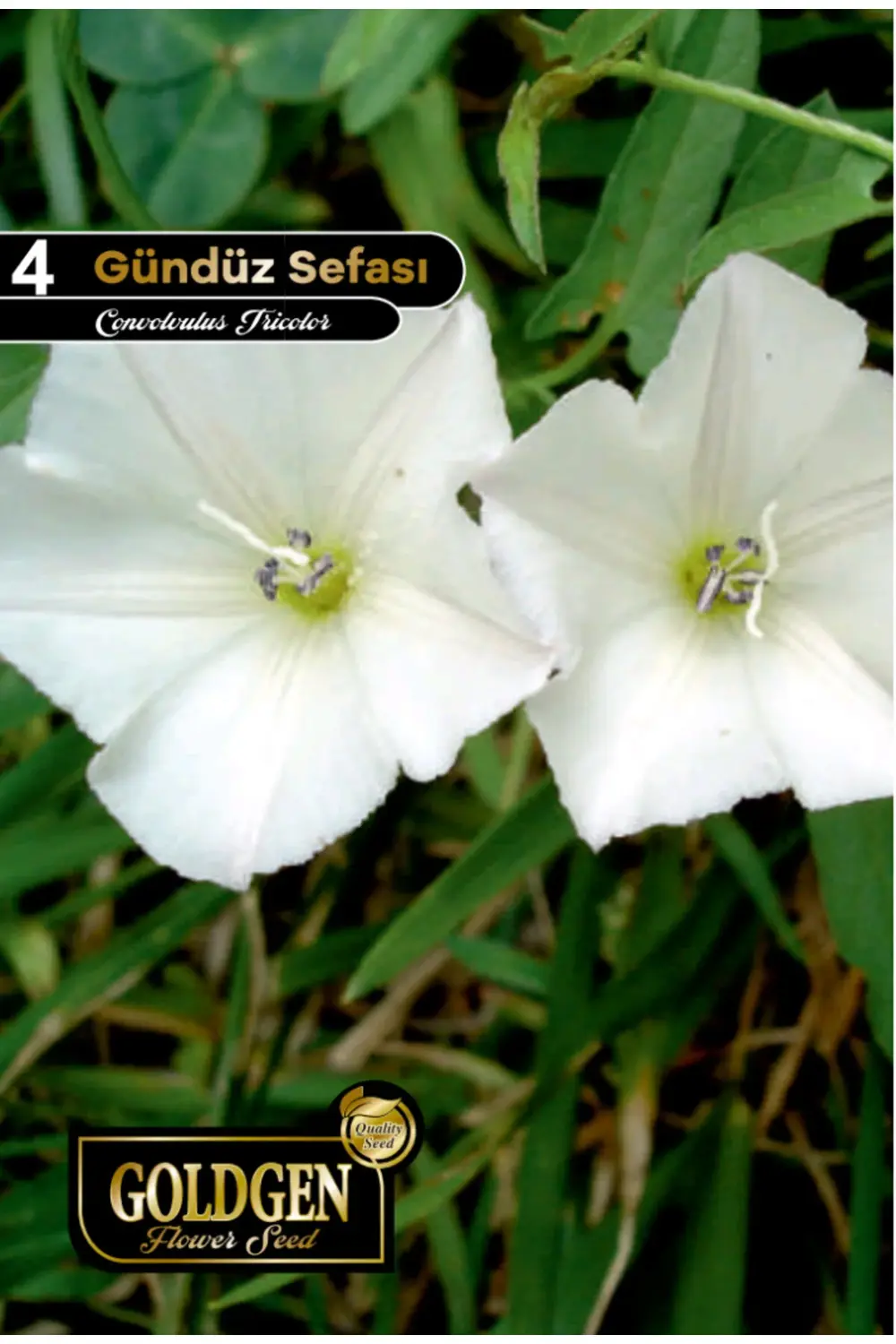 Gündüz Sefası Tohumu