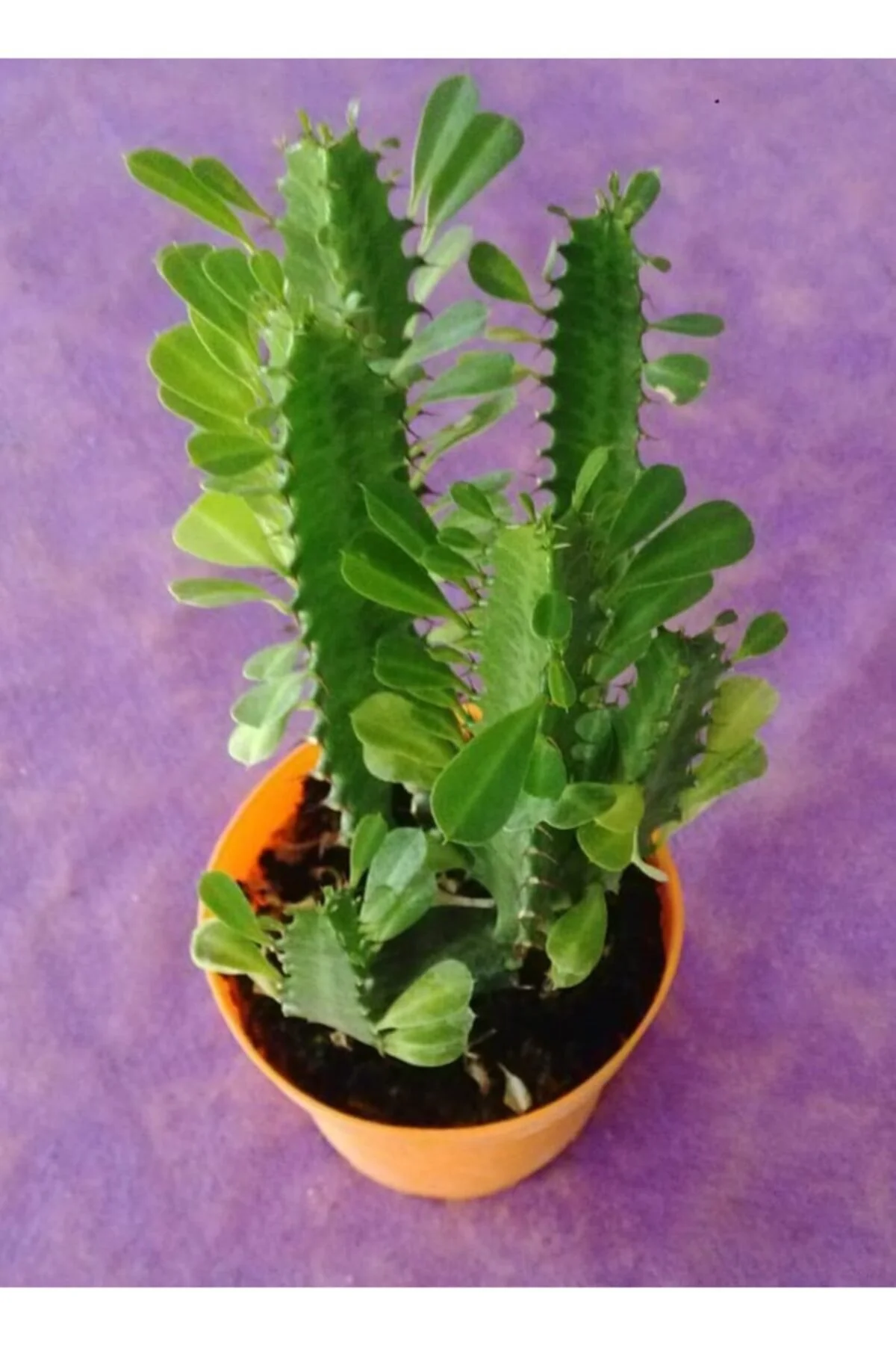 Guphorbia Trigona Süt Ağacı