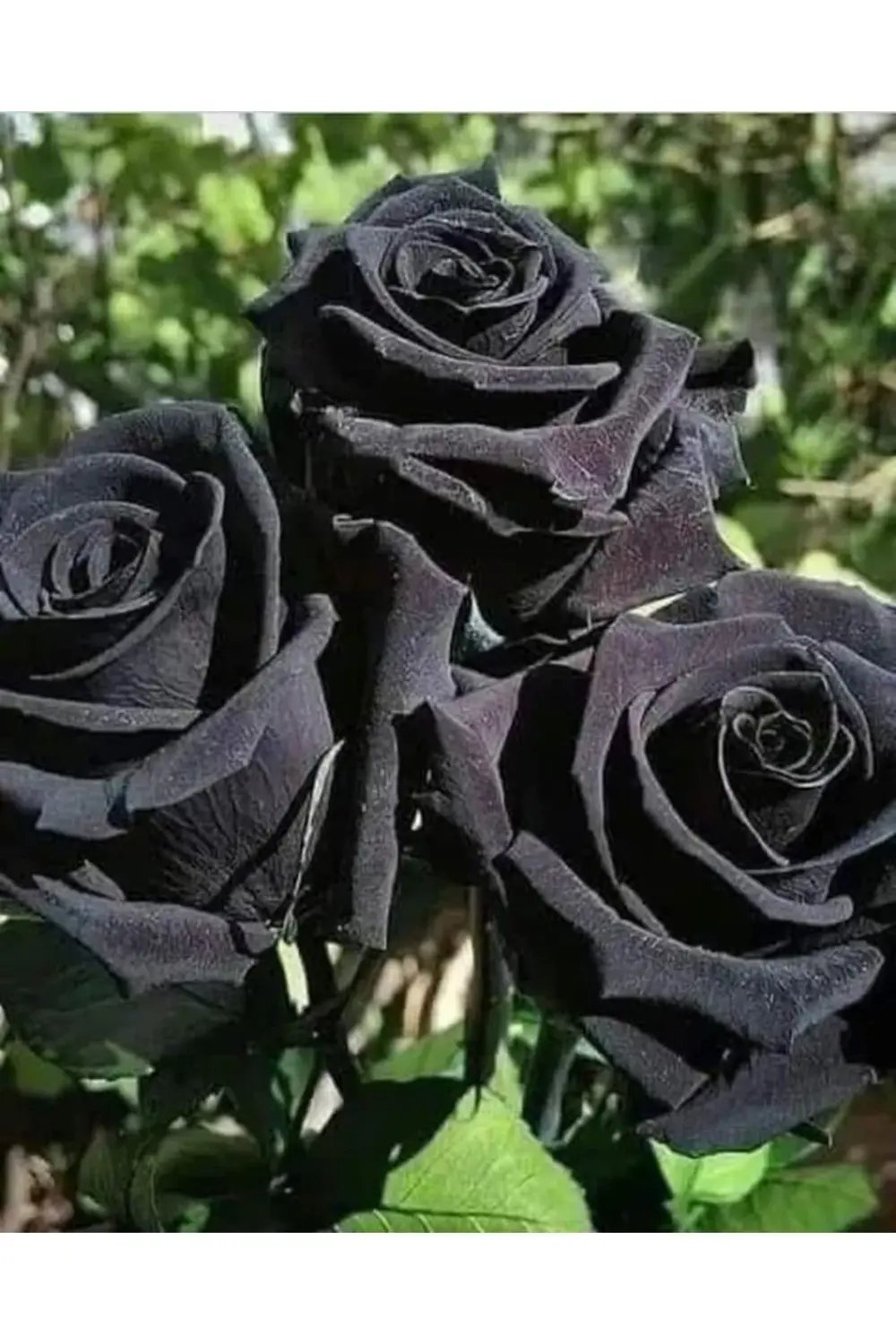 Halfeti Siyah Ve Dünyadaki Tek Yeşil Gül...şans Gülü... 🍀